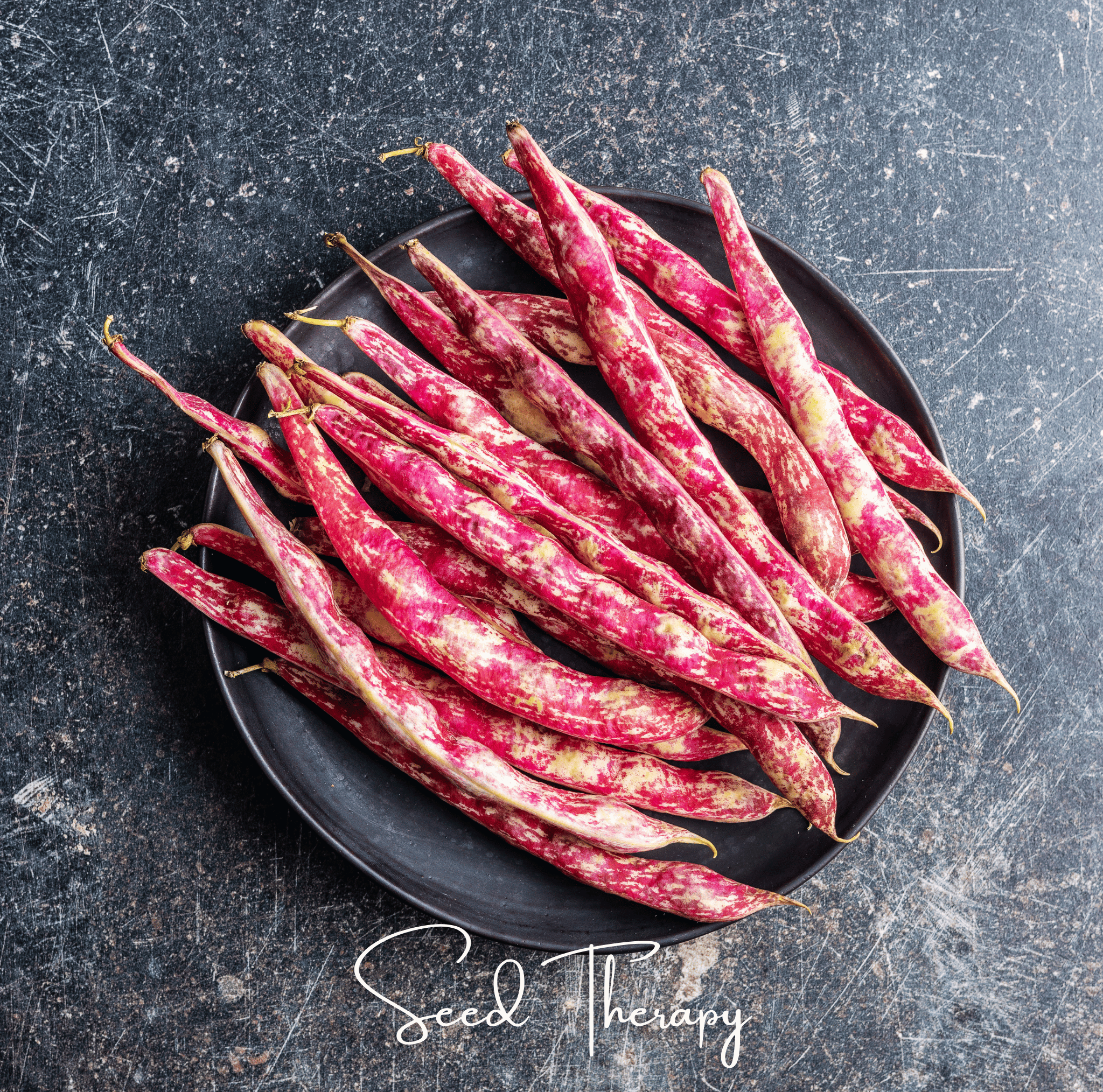 Bean, Vermont Cranberry (Phaseolus vulgaris) - 20 Seeds seed packet from Seed Therapy – American - grown, heirloom seeds