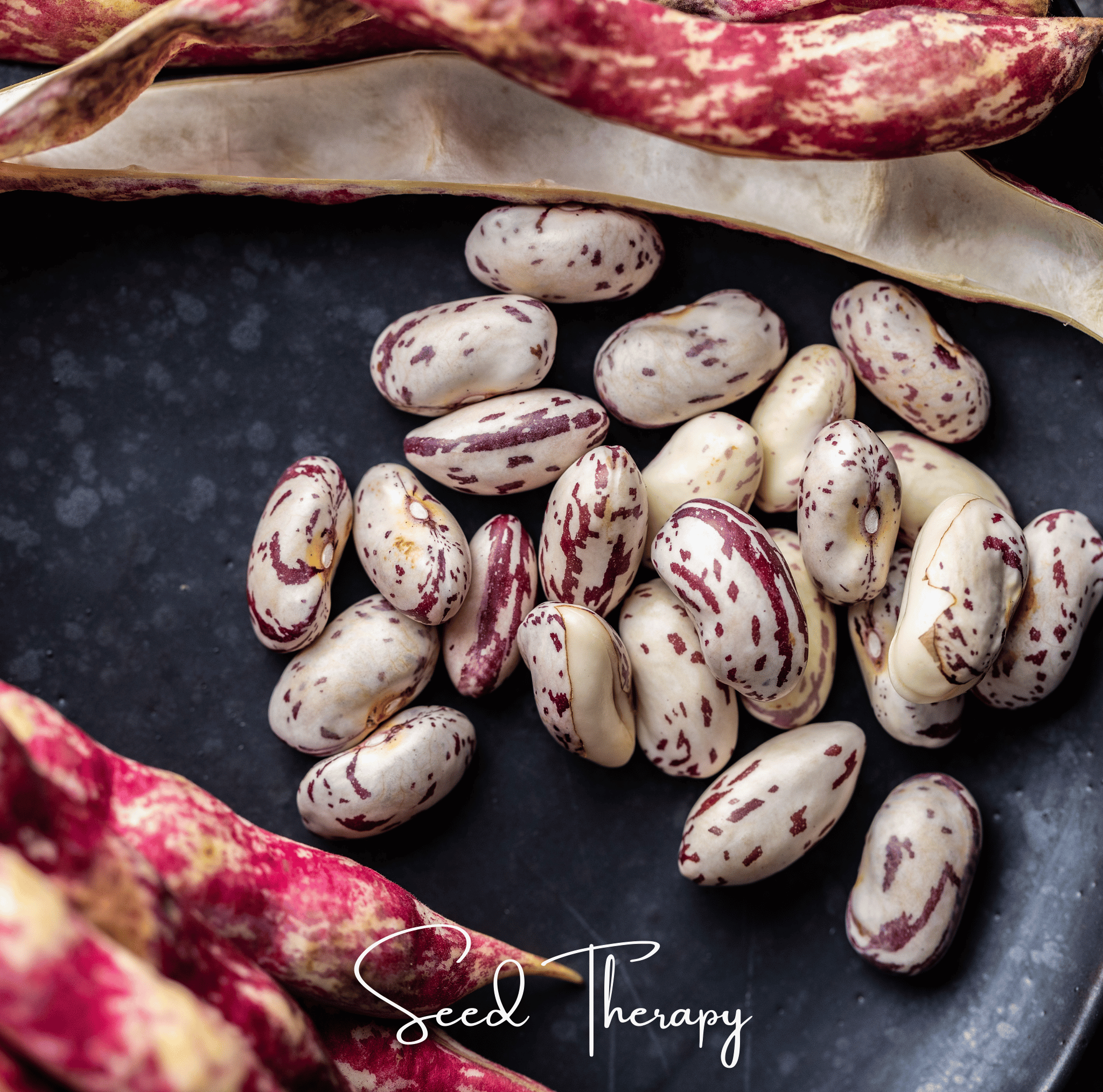 Bean, Vermont Cranberry (Phaseolus vulgaris) - 20 Seeds seed packet from Seed Therapy – American - grown, heirloom seeds