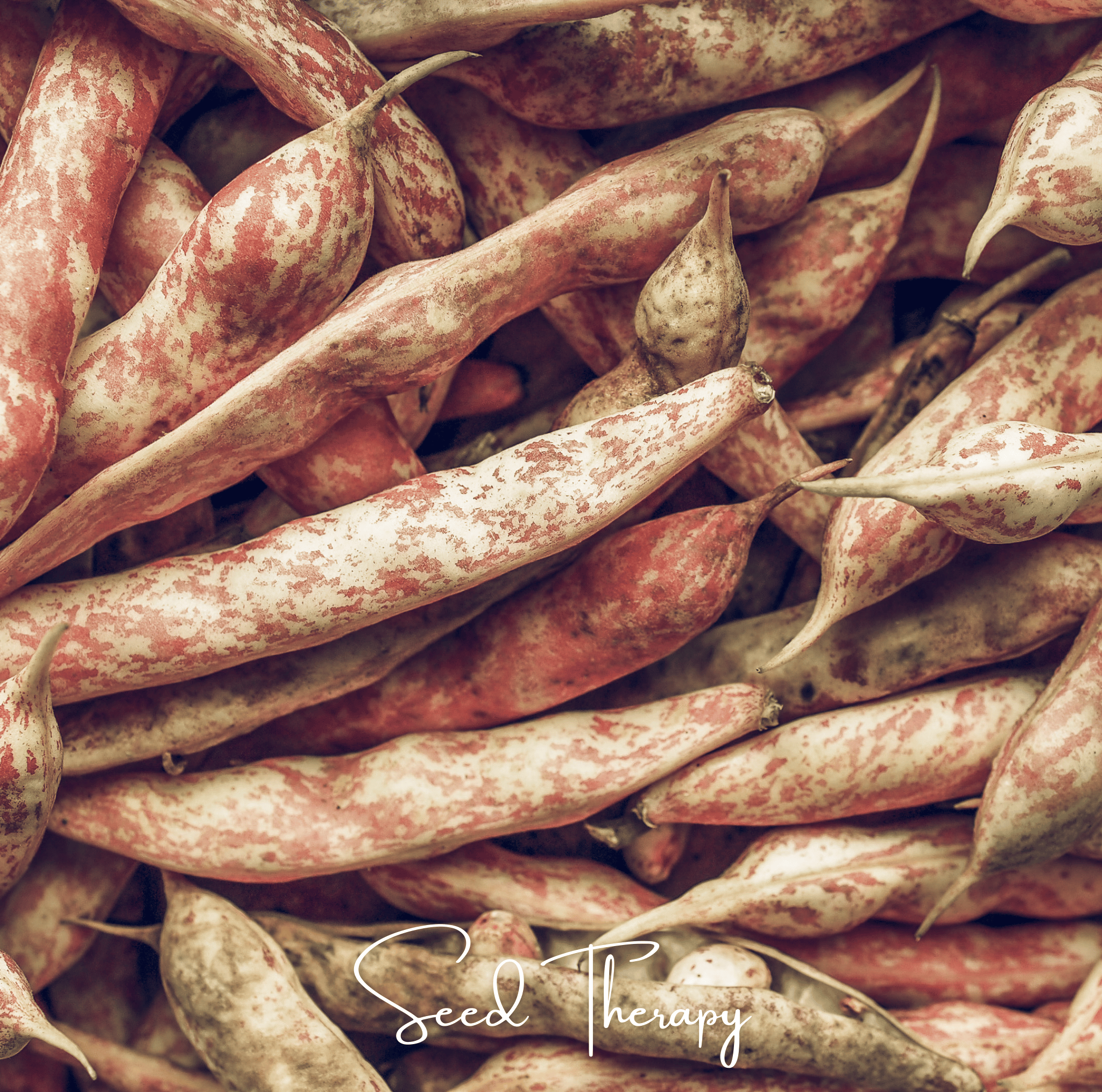 Bean, Vermont Cranberry (Phaseolus vulgaris) - 20 Seeds seed packet from Seed Therapy – American - grown, heirloom seeds