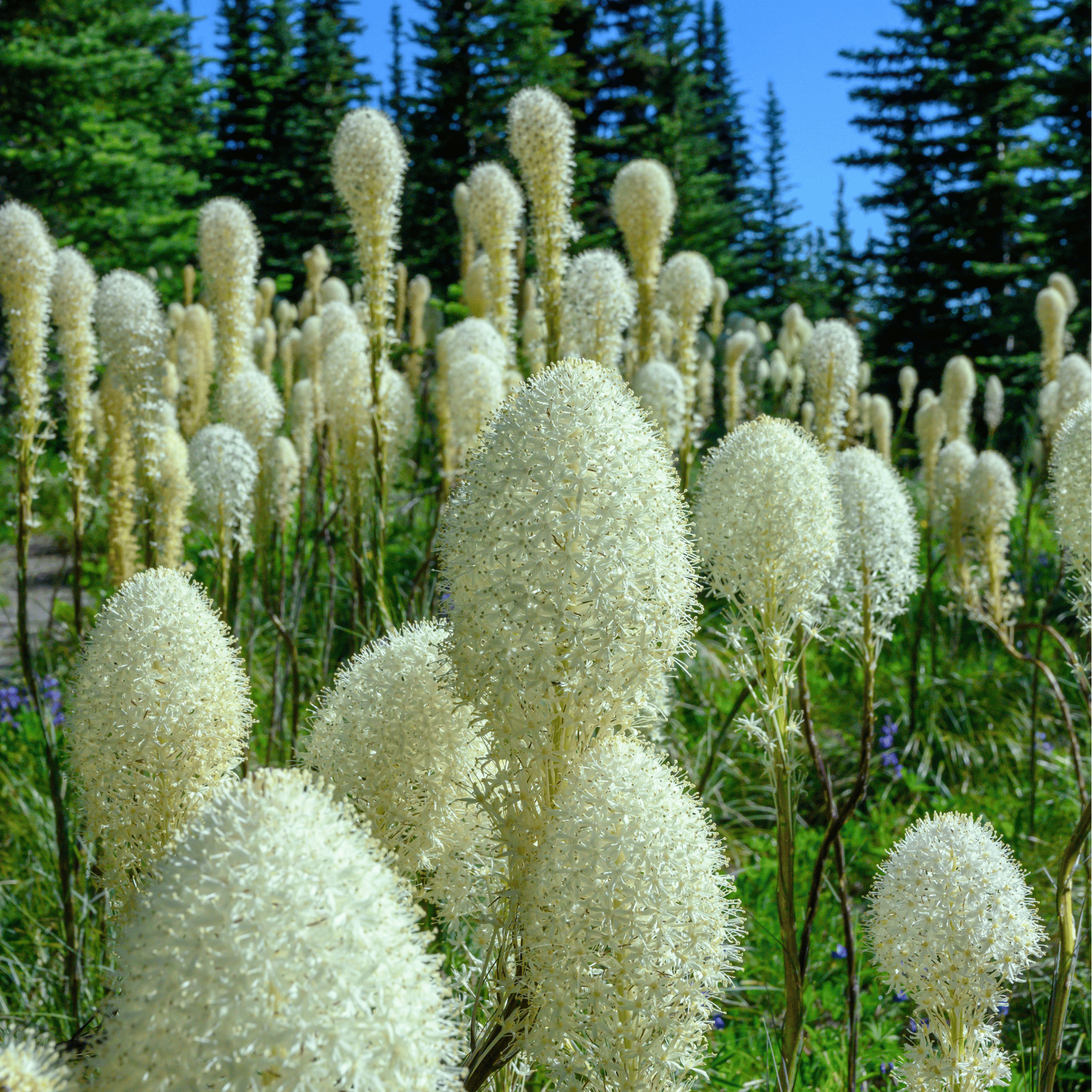 Bear Grass – 50 Seeds seed packet from Seed Therapy – American - grown, heirloom seeds