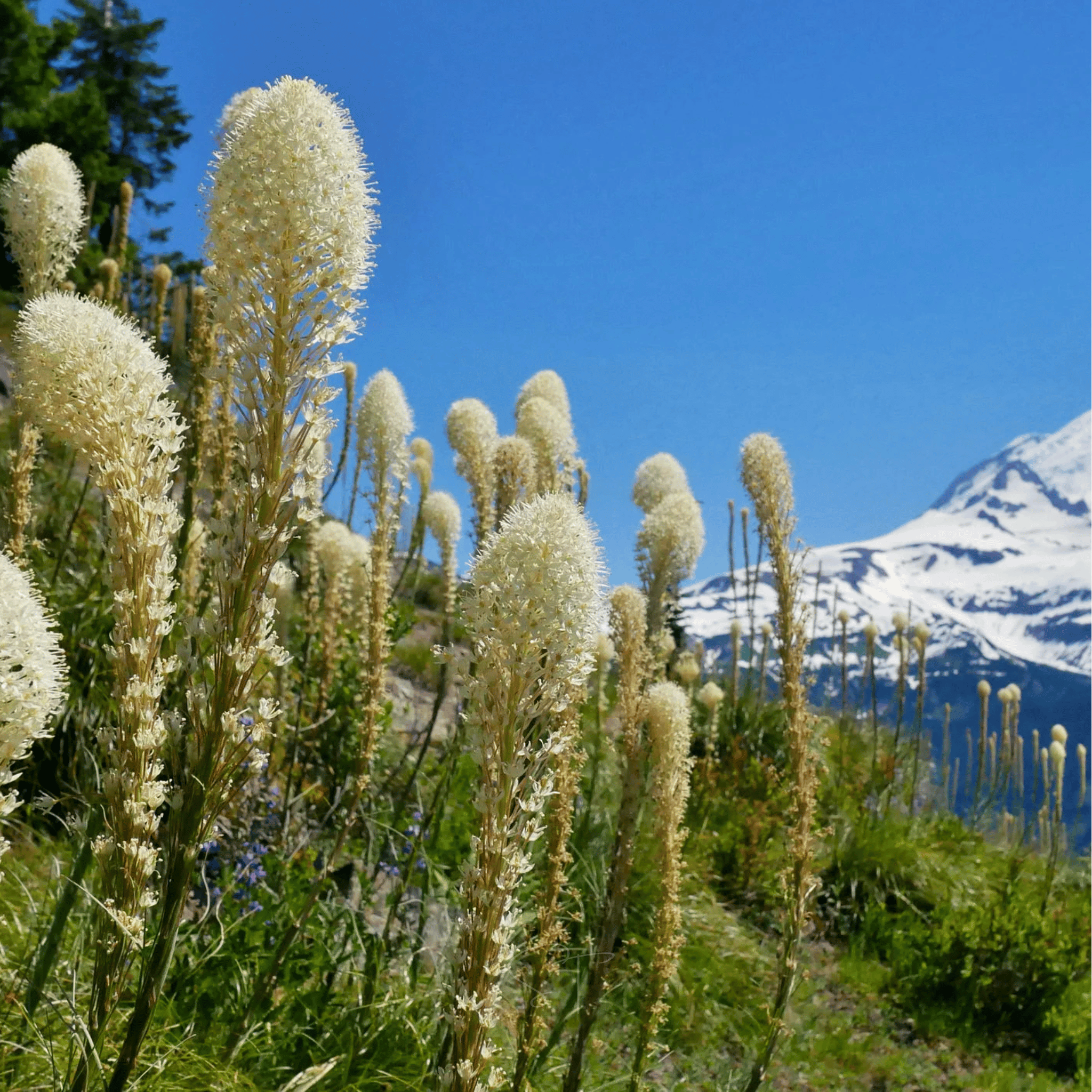 Bear Grass – 50 Seeds seed packet from Seed Therapy – American - grown, heirloom seeds