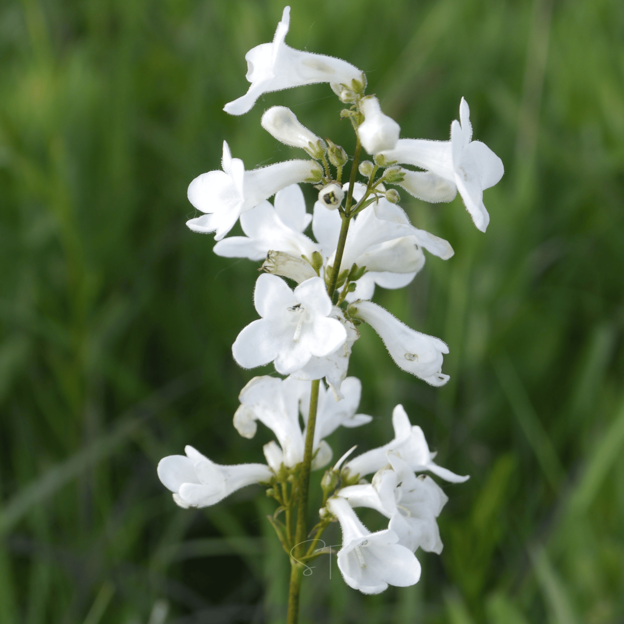 Beardtongue Foxglove – 200 Seeds seed packet from Seed Therapy – American - grown, heirloom seeds