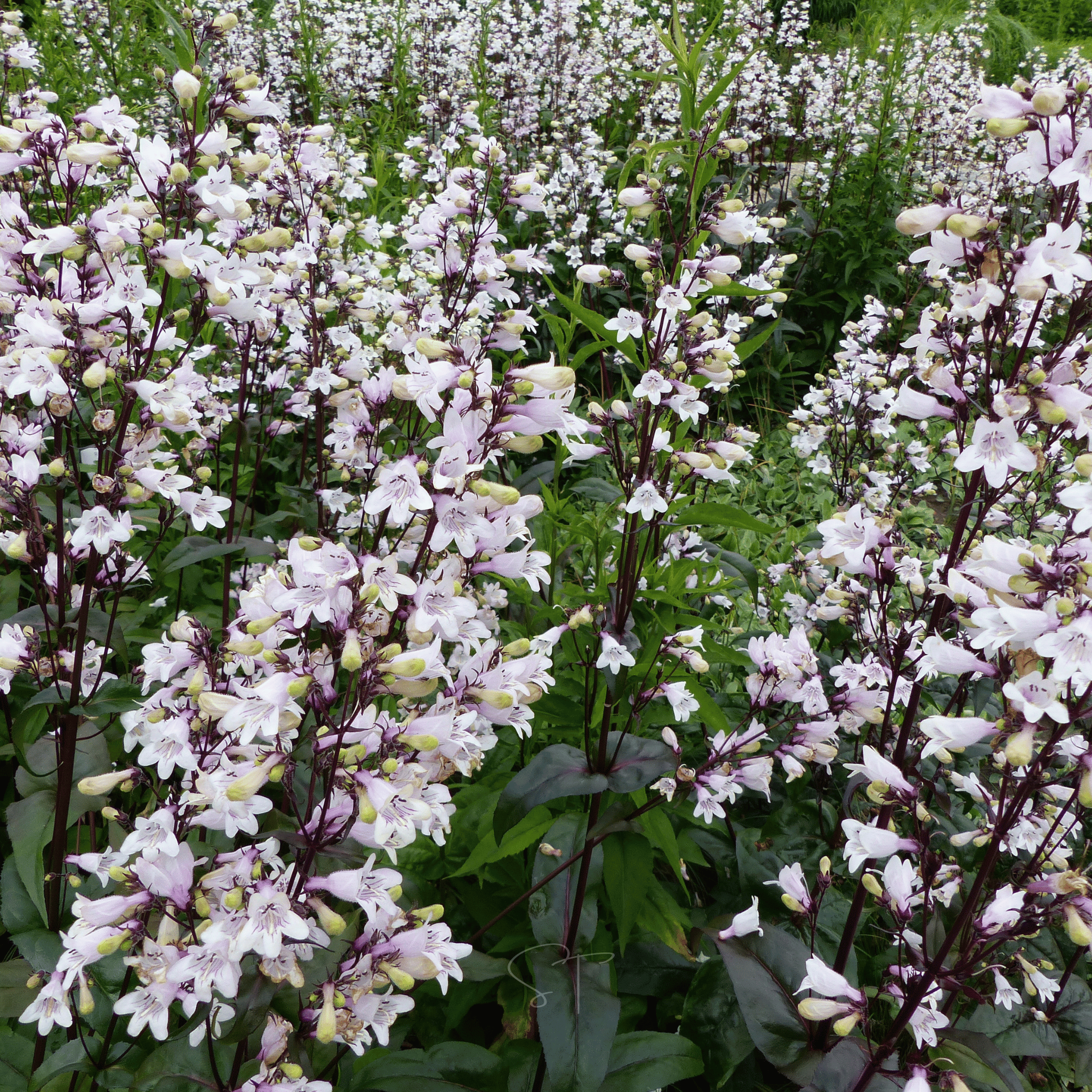 Beardtongue Foxglove – 200 Seeds seed packet from Seed Therapy – American - grown, heirloom seeds