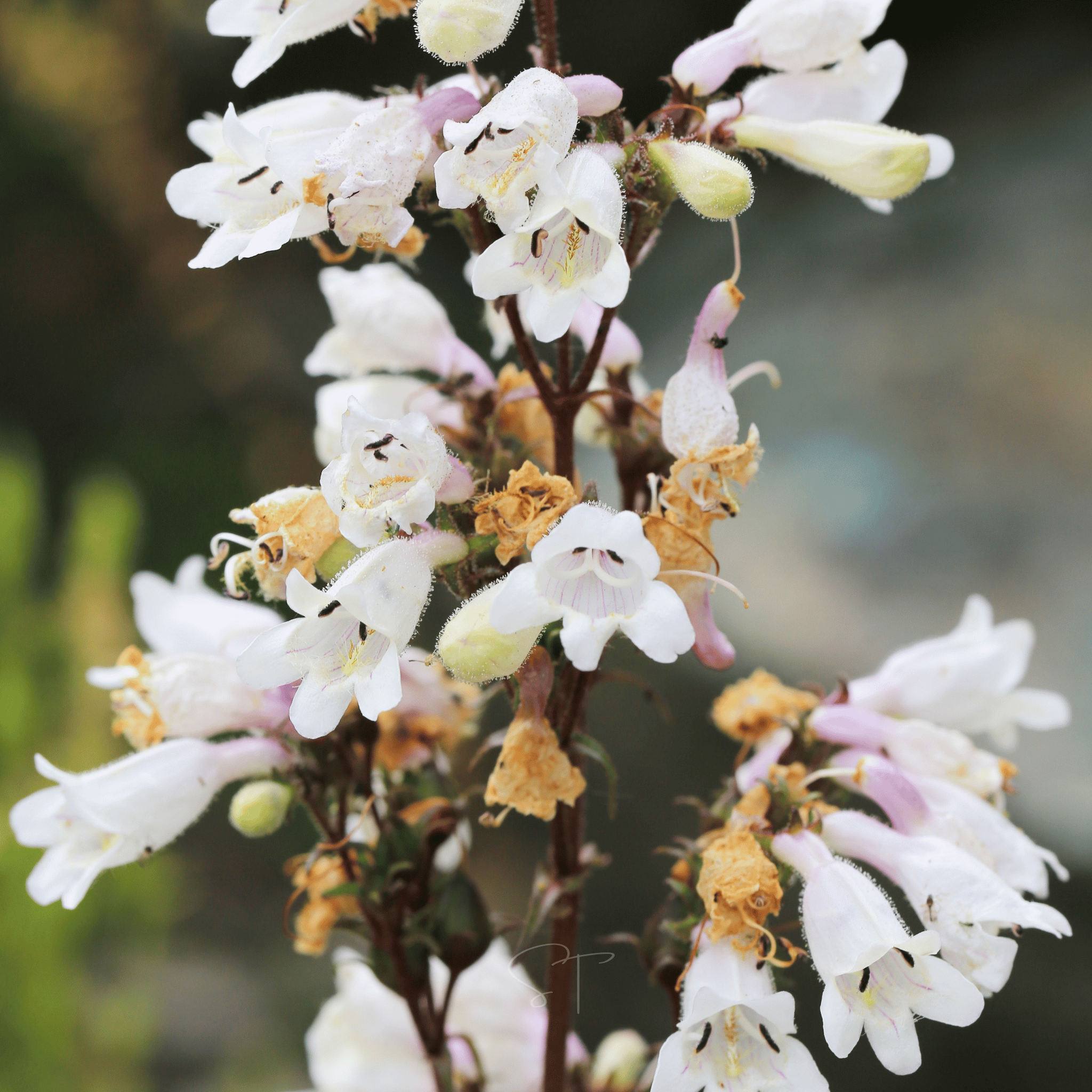 Beardtongue Foxglove – 200 Seeds seed packet from Seed Therapy – American - grown, heirloom seeds
