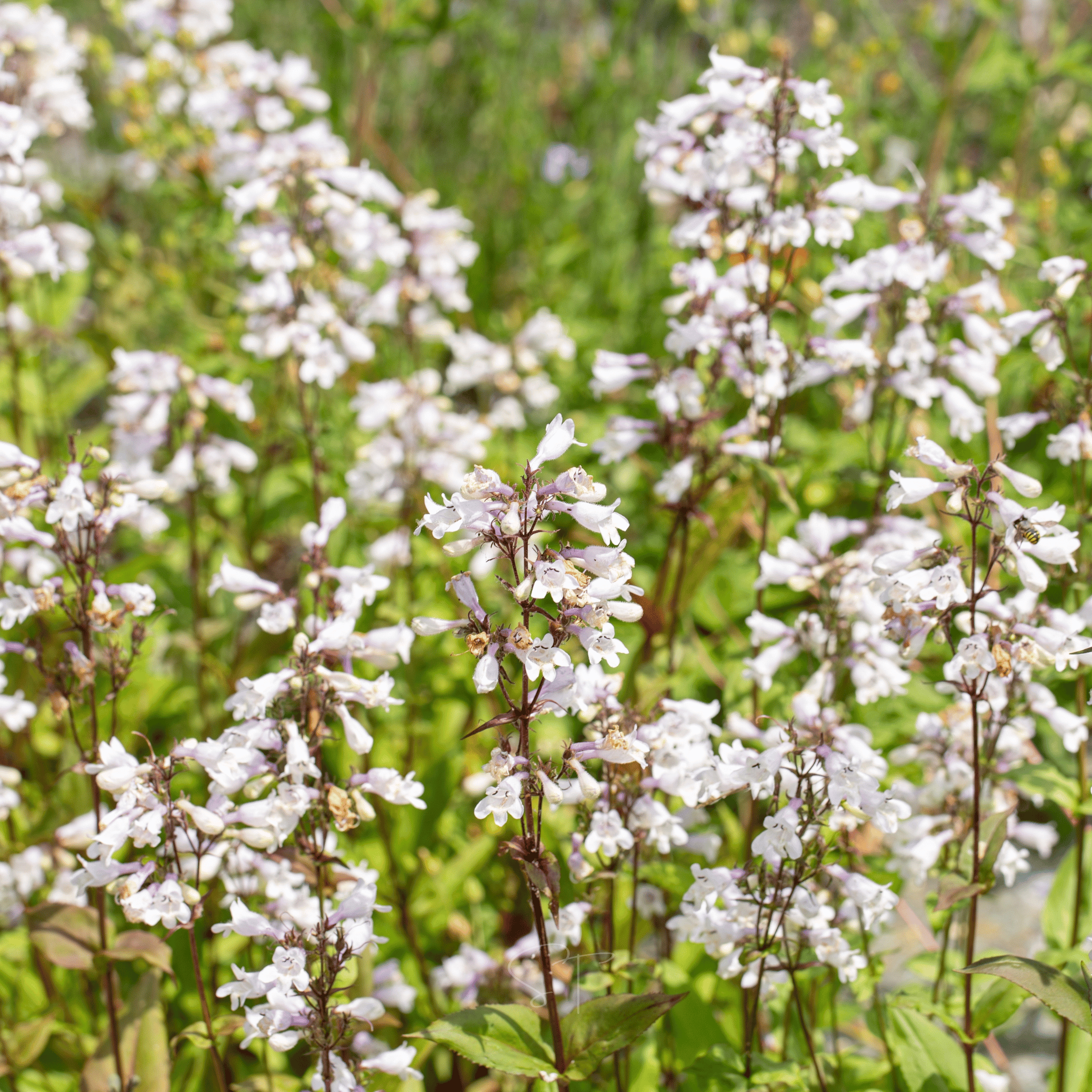 Beardtongue Foxglove – 200 Seeds seed packet from Seed Therapy – American - grown, heirloom seeds