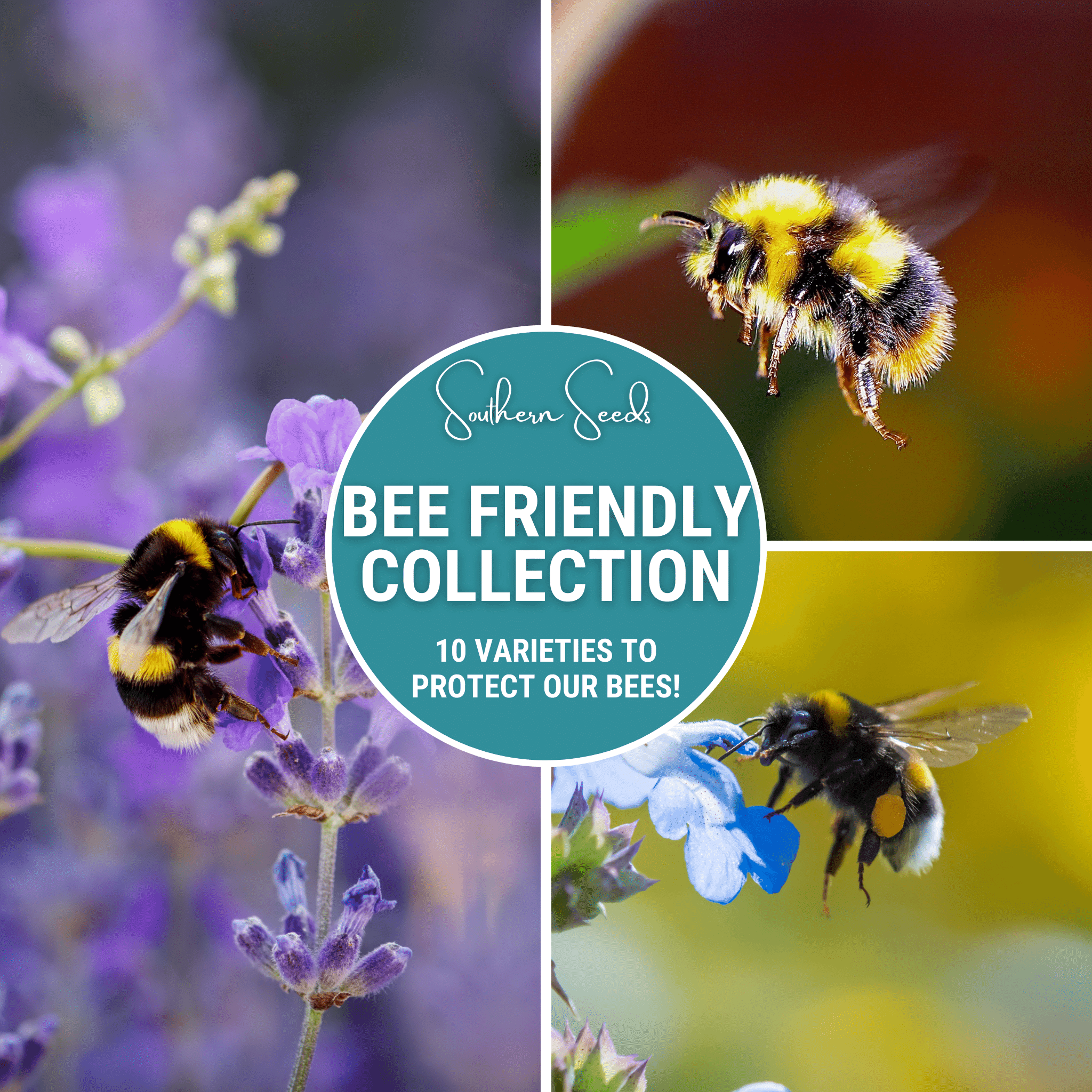 Bee Friendly Collection - 10 Flower Varieties seed packet from Seed Therapy – American - grown, heirloom seeds