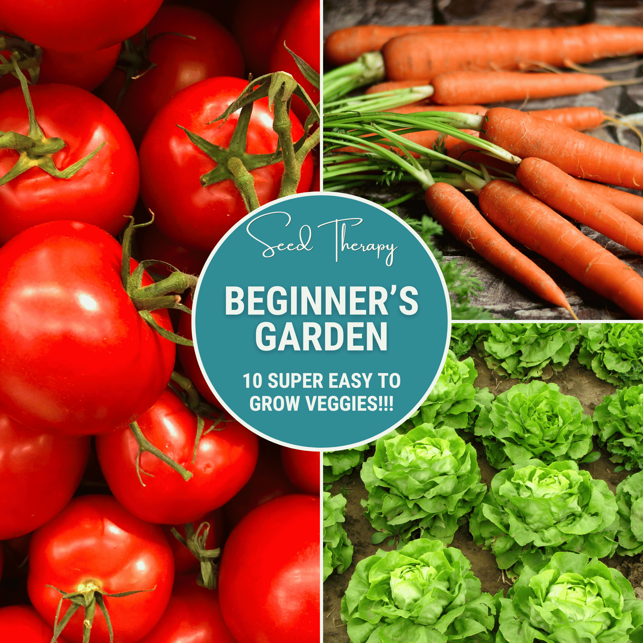 Beginner Vegetable Seed Collection - 10 Varieties seed packet from Seed Therapy – American - grown, heirloom seeds