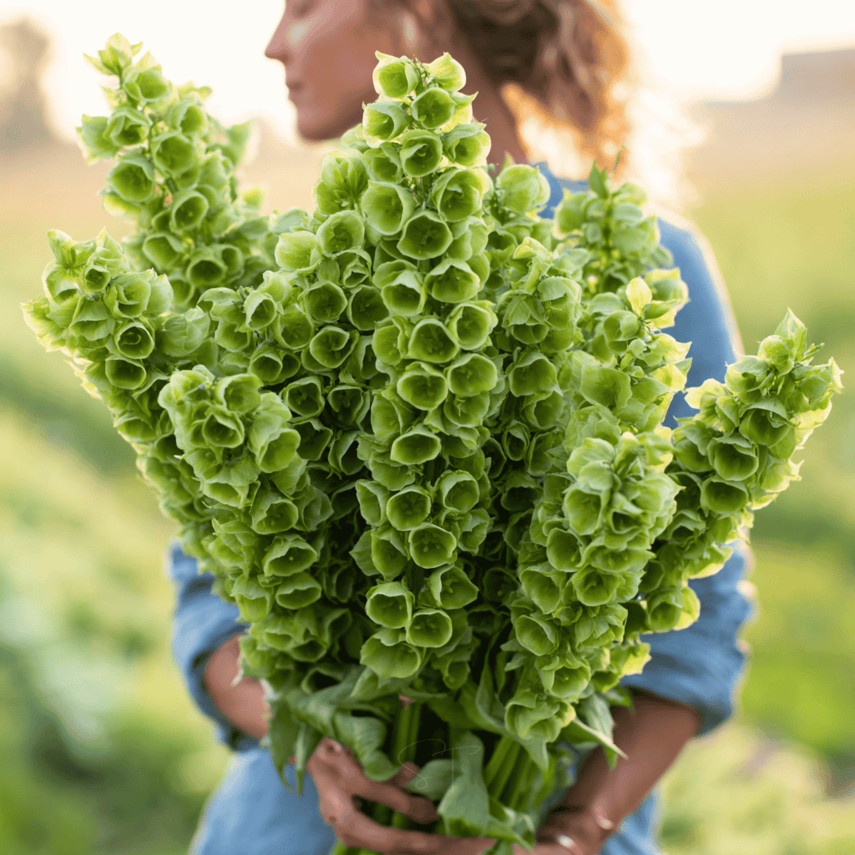 tibetan bell flower seeds Bells of Ireland (Moluccella laevis) - 100 Seeds