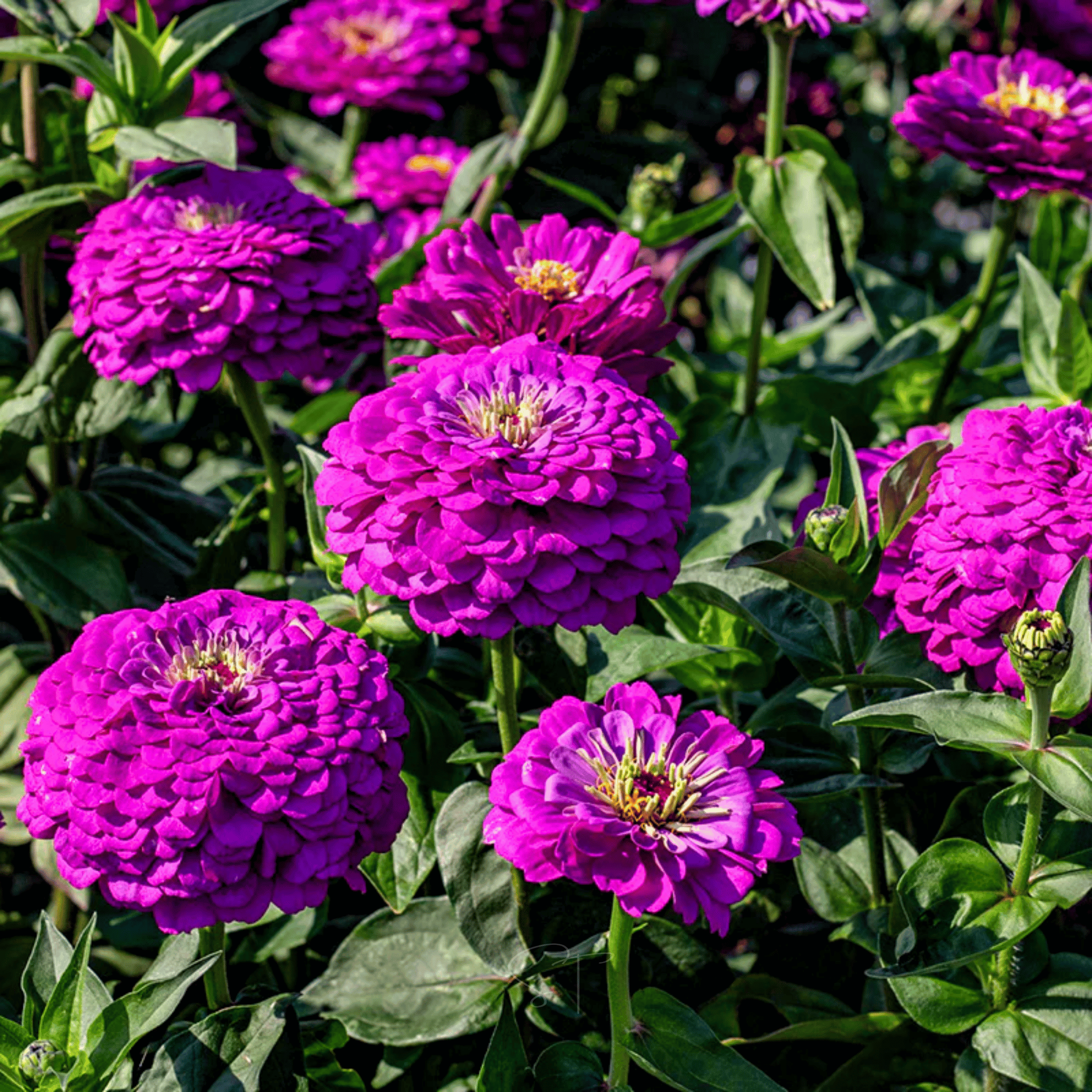 Benary Giant Purple Zinnia - 25 Seeds seed packet from Seed Therapy – American - grown, heirloom seeds