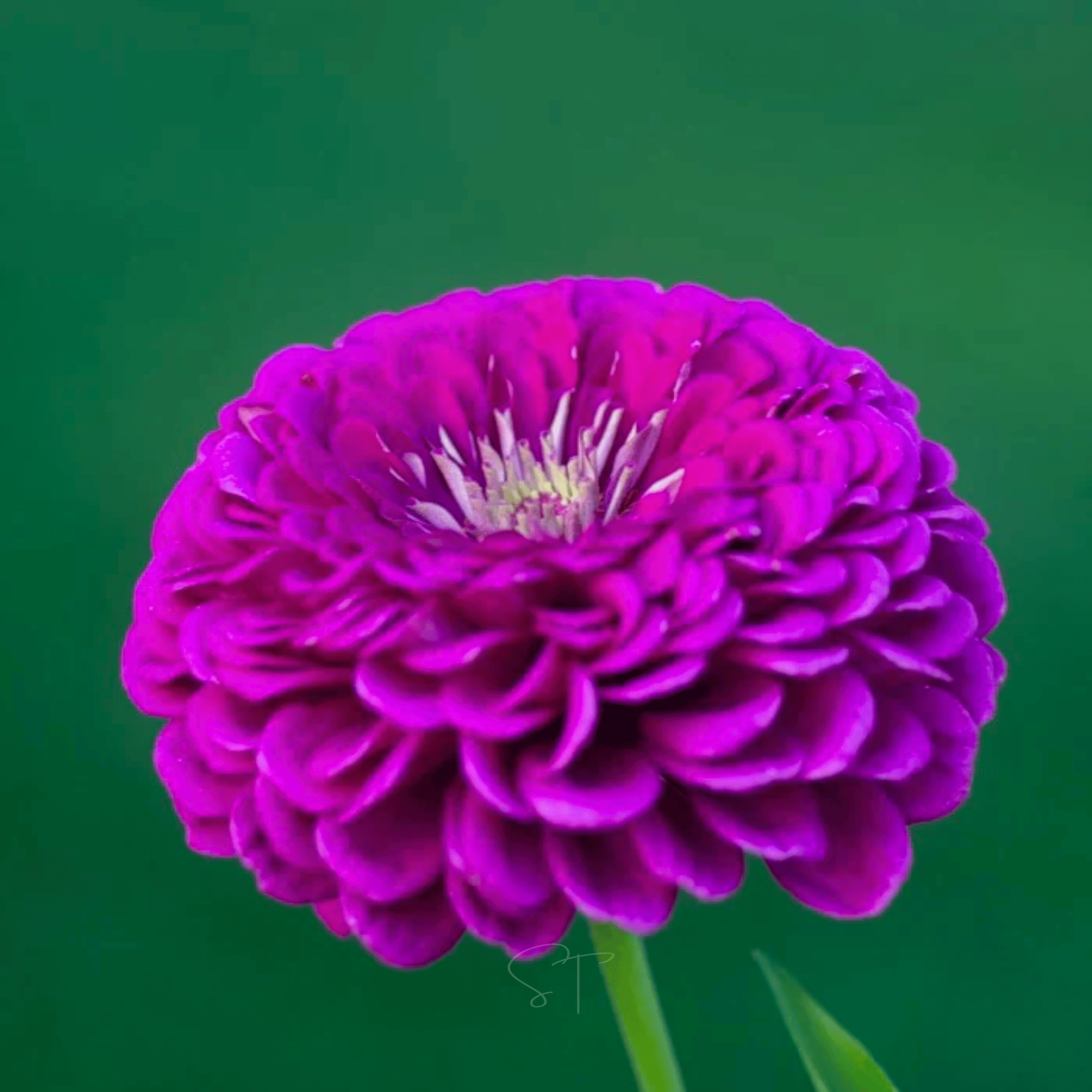 Benary Giant Purple Zinnia - 25 Seeds seed packet from Seed Therapy – American - grown, heirloom seeds