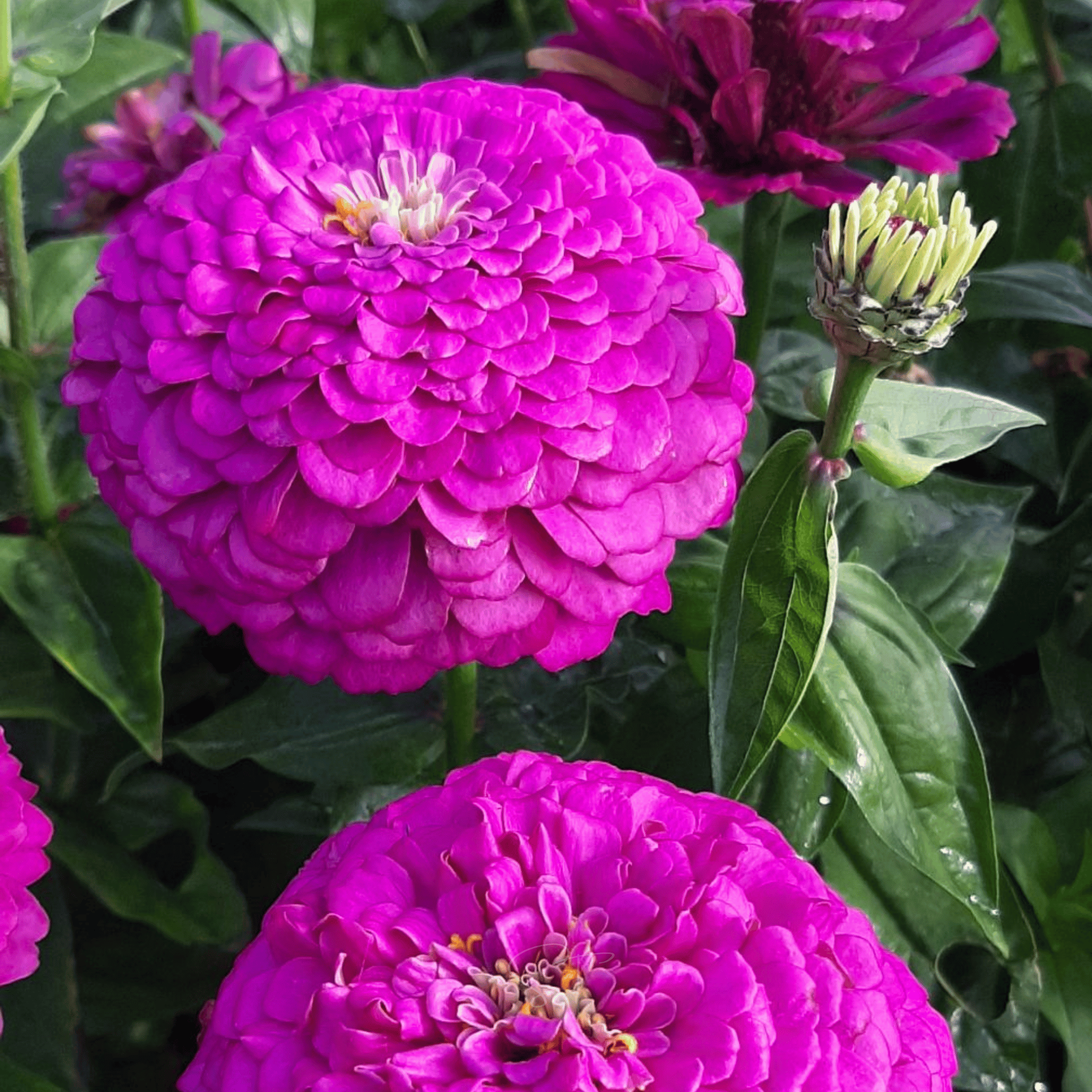 Benary Giant Purple Zinnia - 25 Seeds seed packet from Seed Therapy – American - grown, heirloom seeds