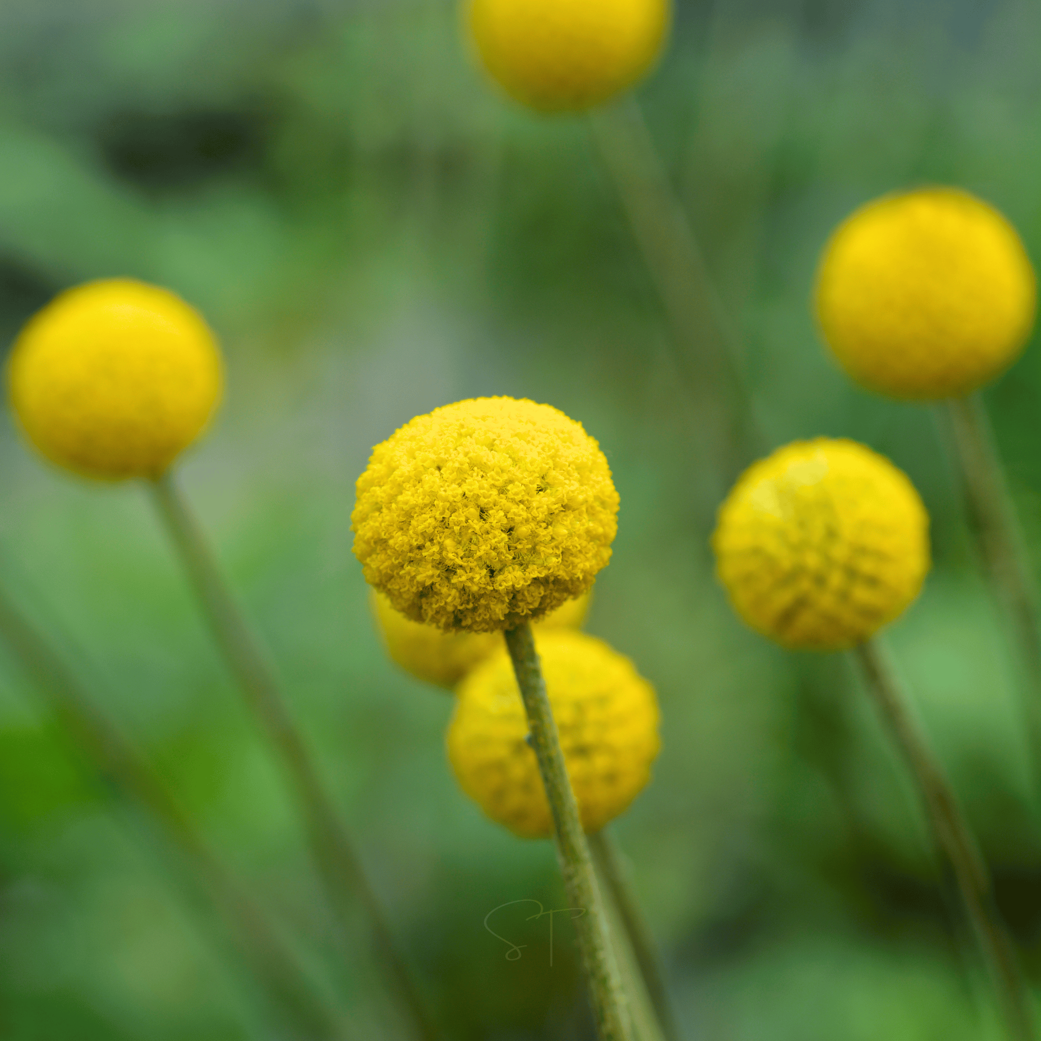 Billy Buttons (Drumsticks) – 50 Seeds seed packet from Seed Therapy – American - grown, heirloom seeds