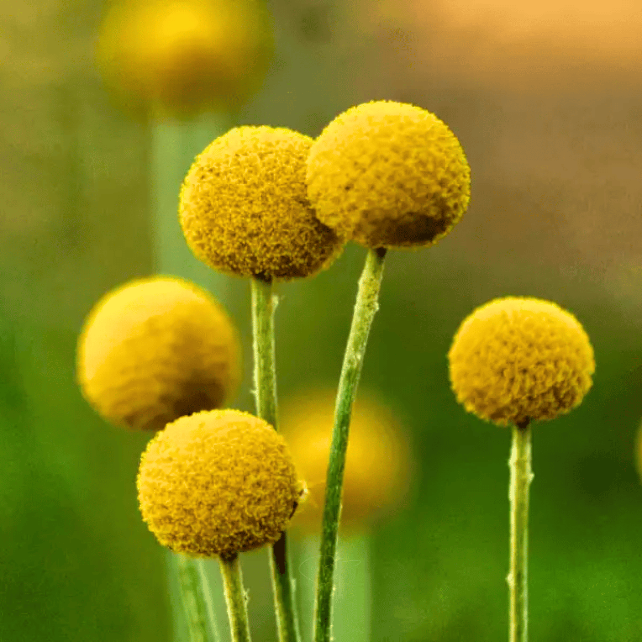 Billy Buttons (Drumsticks) – 50 Seeds seed packet from Seed Therapy – American - grown, heirloom seeds