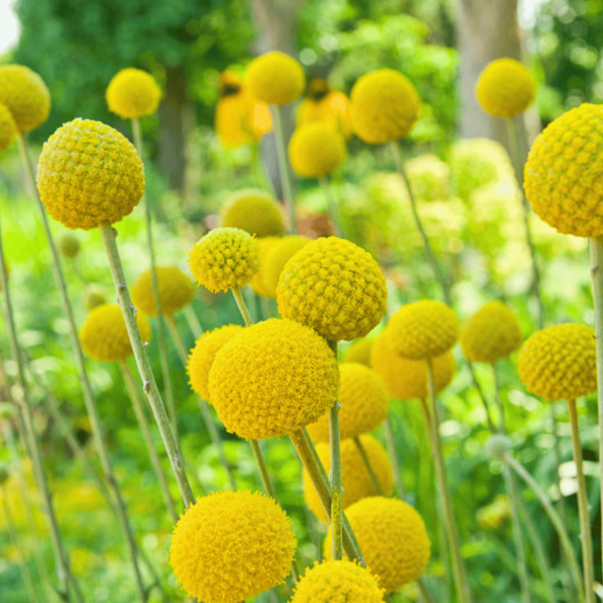 Billy Buttons (Drumsticks) – 50 Seeds seed packet from Seed Therapy – American - grown, heirloom seeds