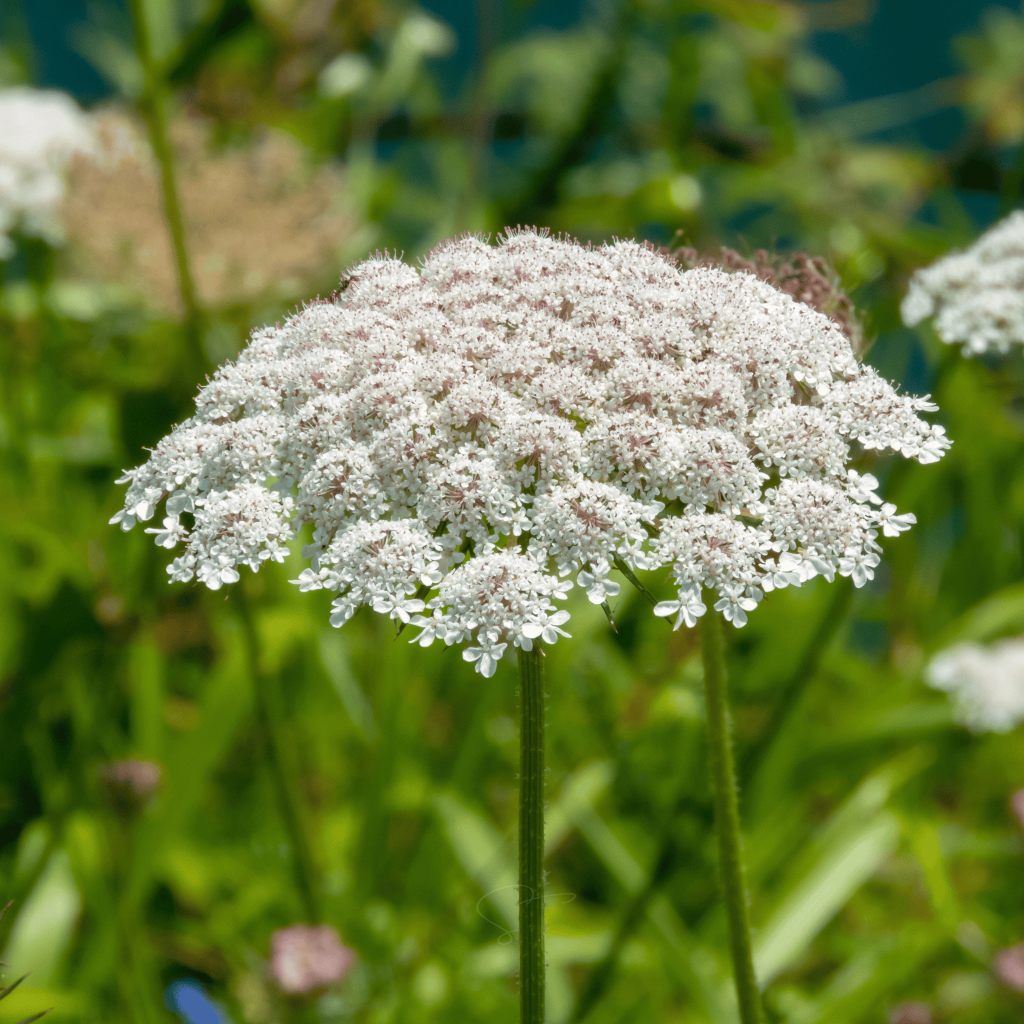 Bishop’s Flower (Wild Carrot) – 500 Seeds seed packet from Seed Therapy – American - grown, heirloom seeds
