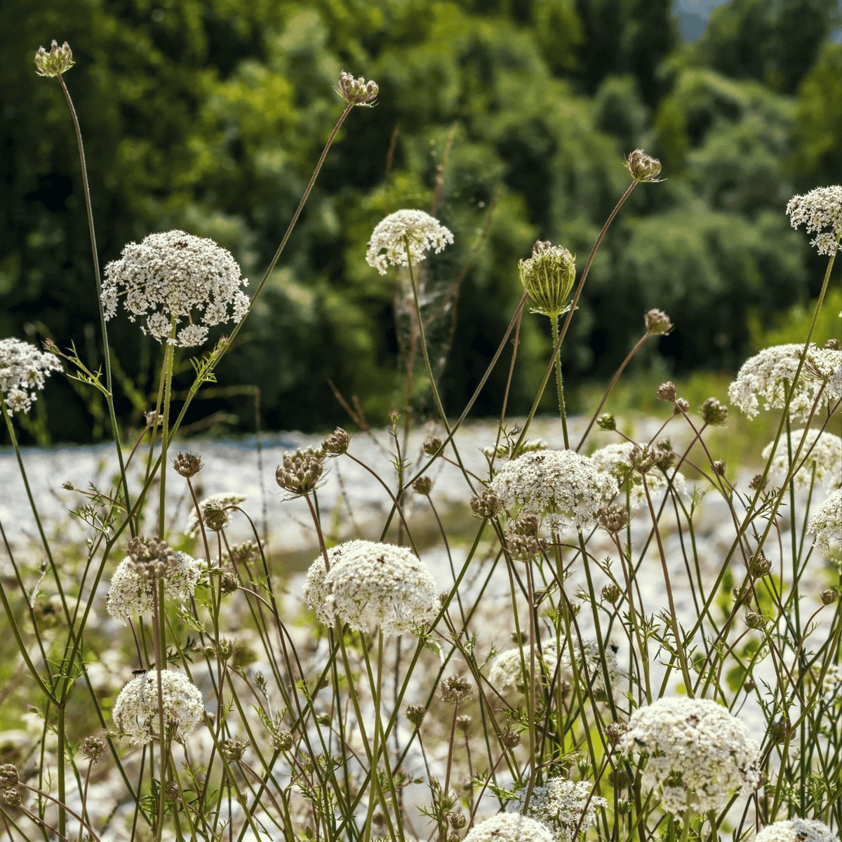 carrot plant flower Bishop's Flower - Wild Carrot (Ammi majus) - 500 Seeds