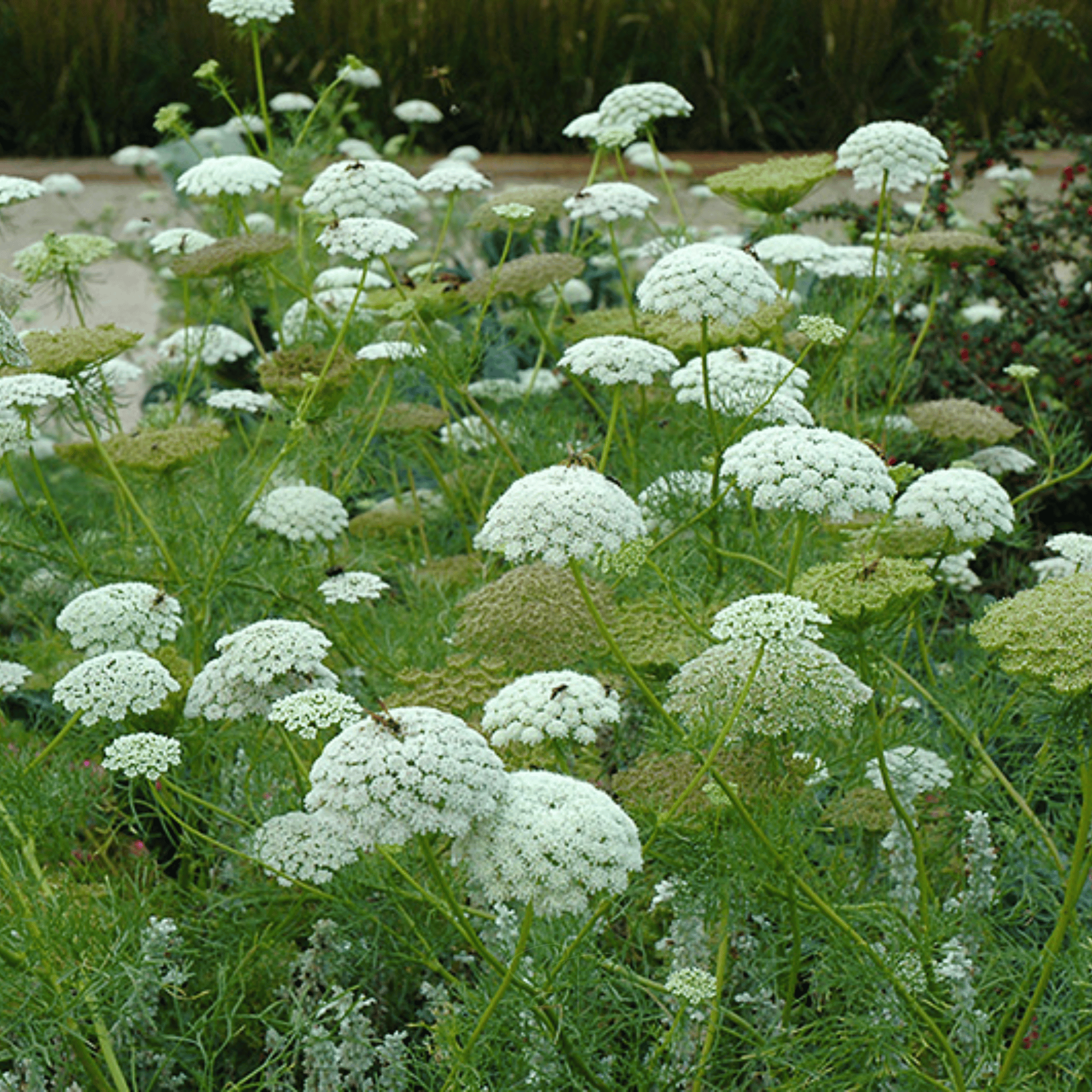 Bishop’s Flower (Wild Carrot) – 500 Seeds seed packet from Seed Therapy – American - grown, heirloom seeds