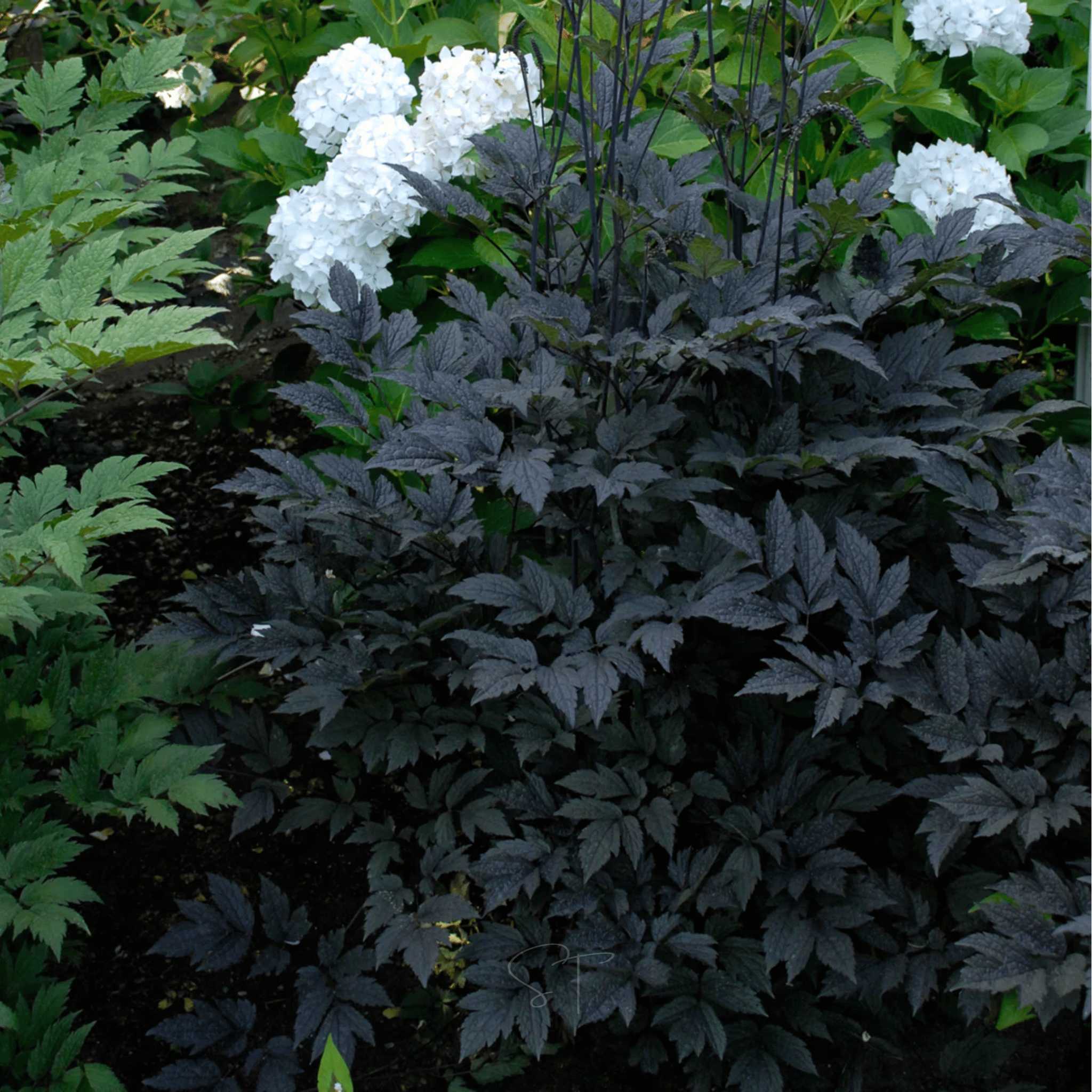 Black Cohosh (Bugbane) – 25 Seeds seed packet from Seed Therapy – American - grown, heirloom seeds