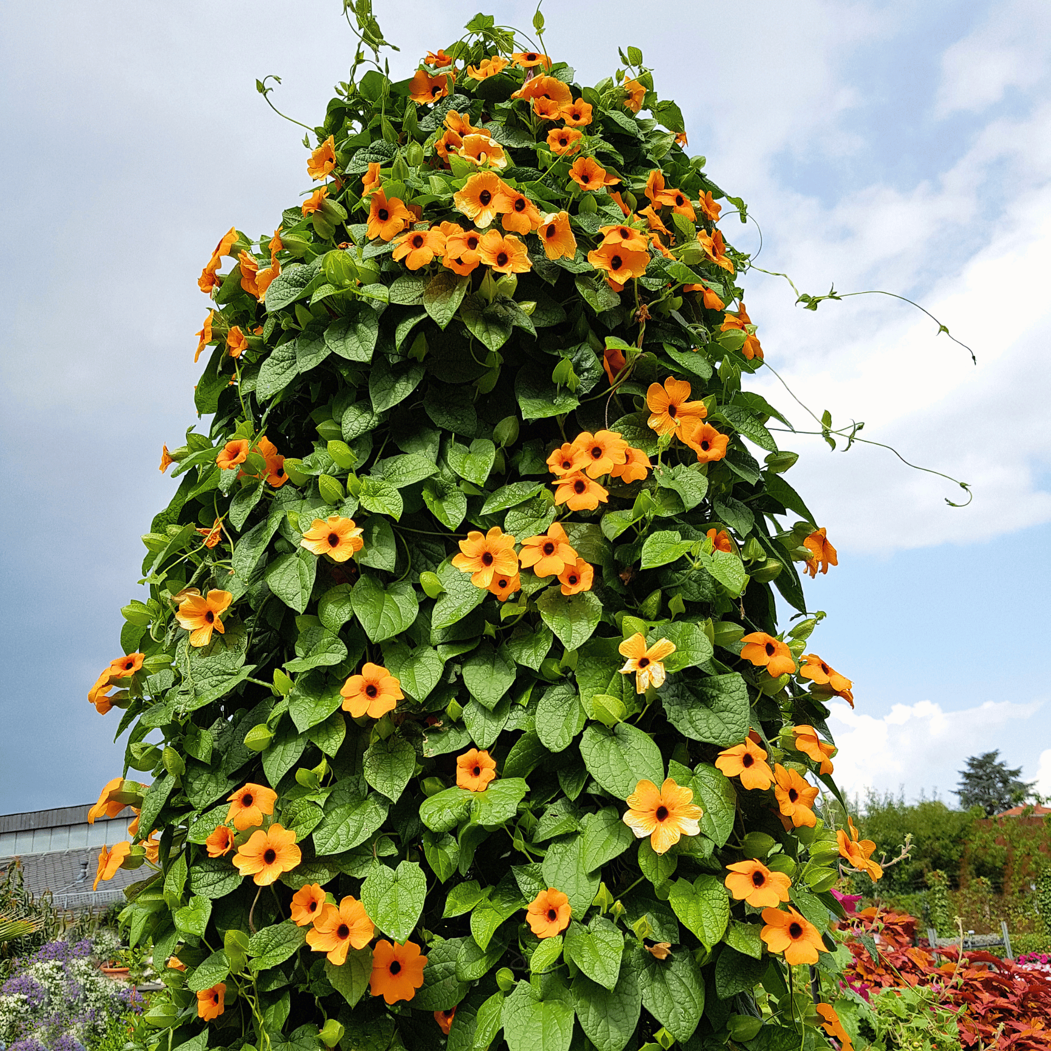 Black Eyed Susan Vine Mix – 50 Seeds seed packet from Seed Therapy – American - grown, heirloom seeds
