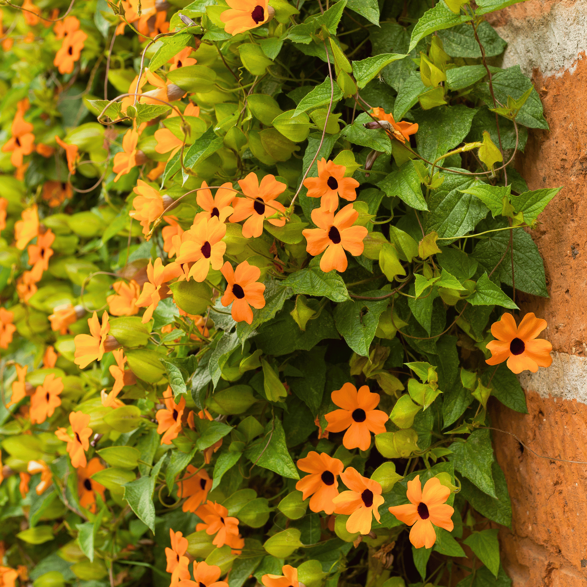 Black Eyed Susan Vine Mix – 50 Seeds seed packet from Seed Therapy – American - grown, heirloom seeds
