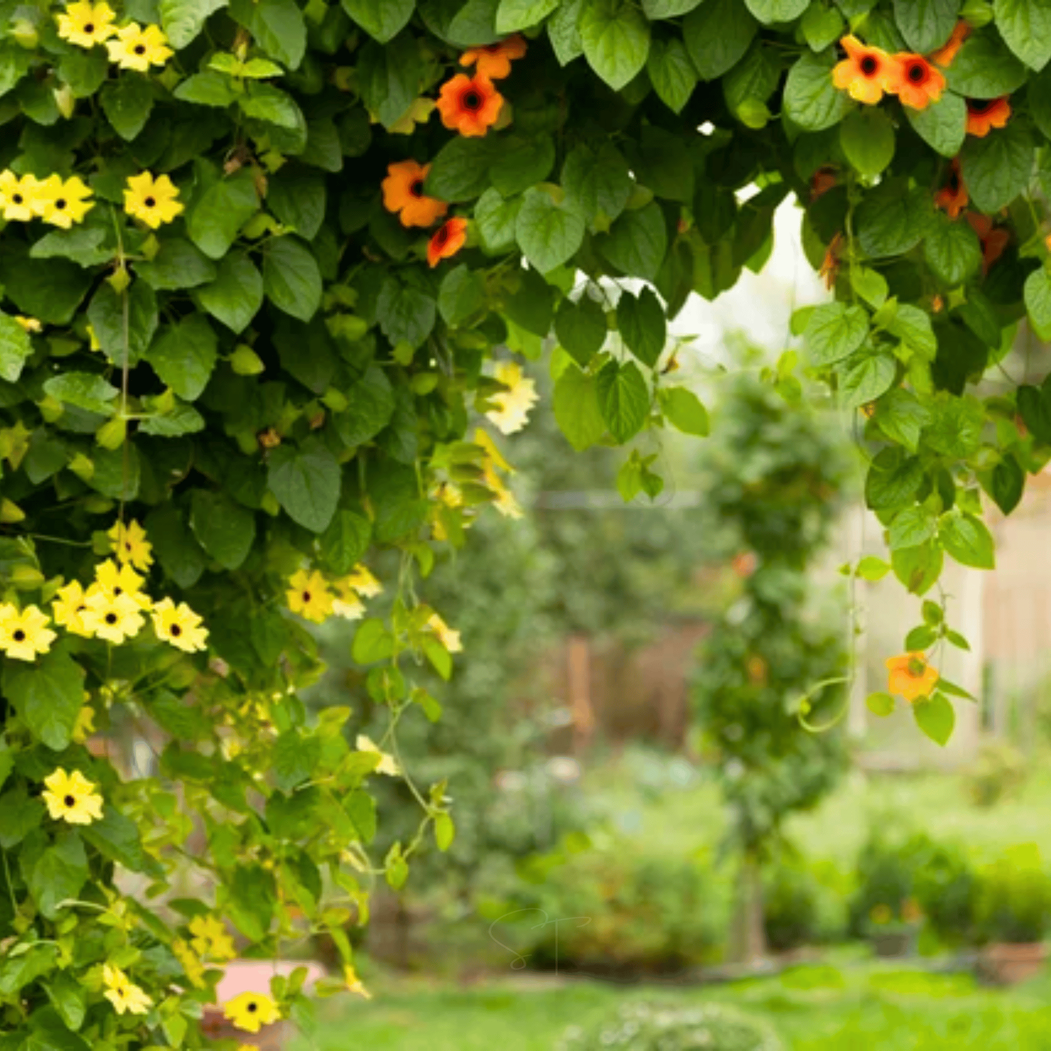 Black Eyed Susan Vine Mix – 50 Seeds seed packet from Seed Therapy – American - grown, heirloom seeds