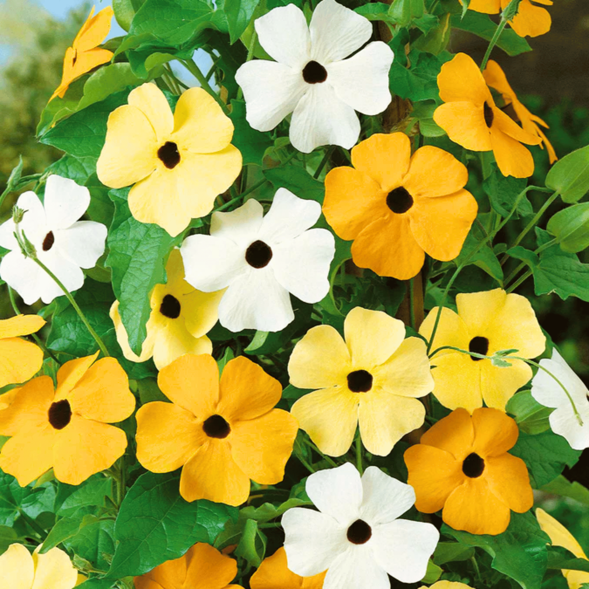 Black Eyed Susan Vine Mix – 50 Seeds seed packet from Seed Therapy – American - grown, heirloom seeds