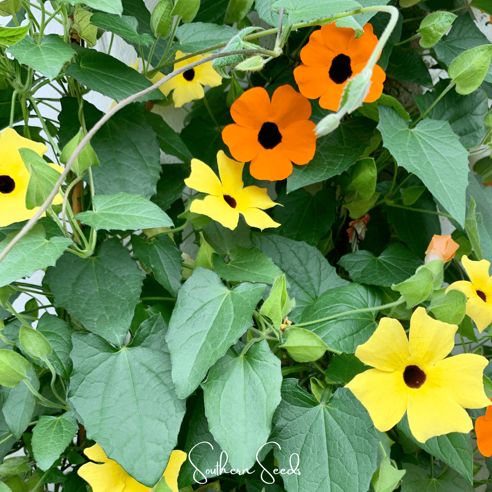 Black Eyed Susan, VINE mix (Thunbergia alata) - 50 Seeds seed packet from Seed Therapy – American - grown, heirloom seeds