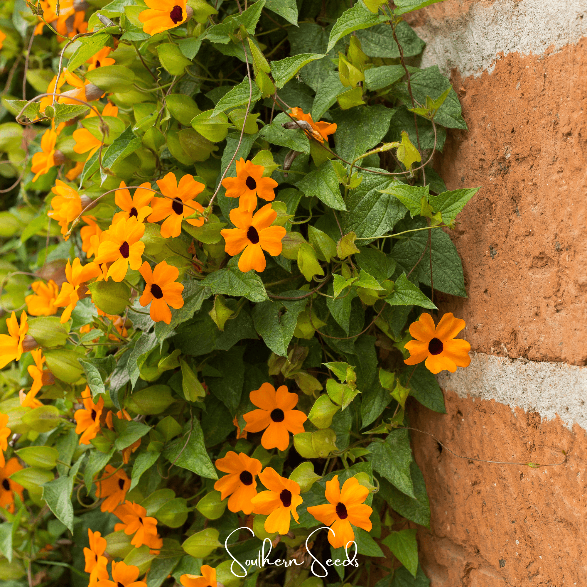 Black Eyed Susan, VINE mix (Thunbergia alata) - 50 Seeds seed packet from Seed Therapy – American - grown, heirloom seeds