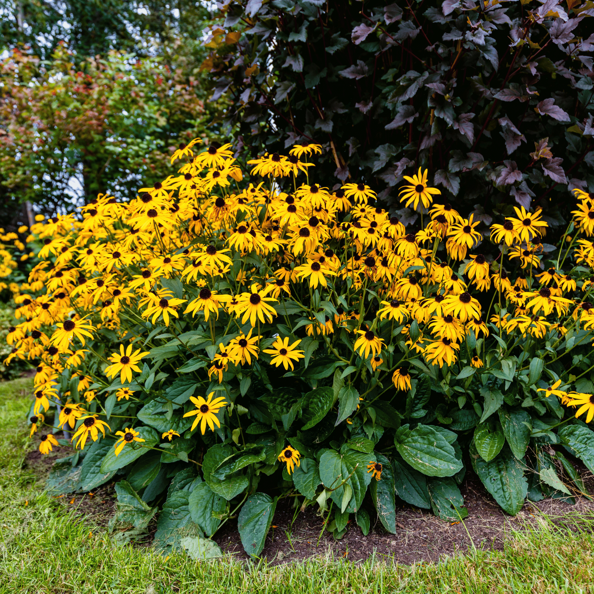 Black Eyed Susans – 100 Seeds seed packet from Seed Therapy – American - grown, heirloom seeds