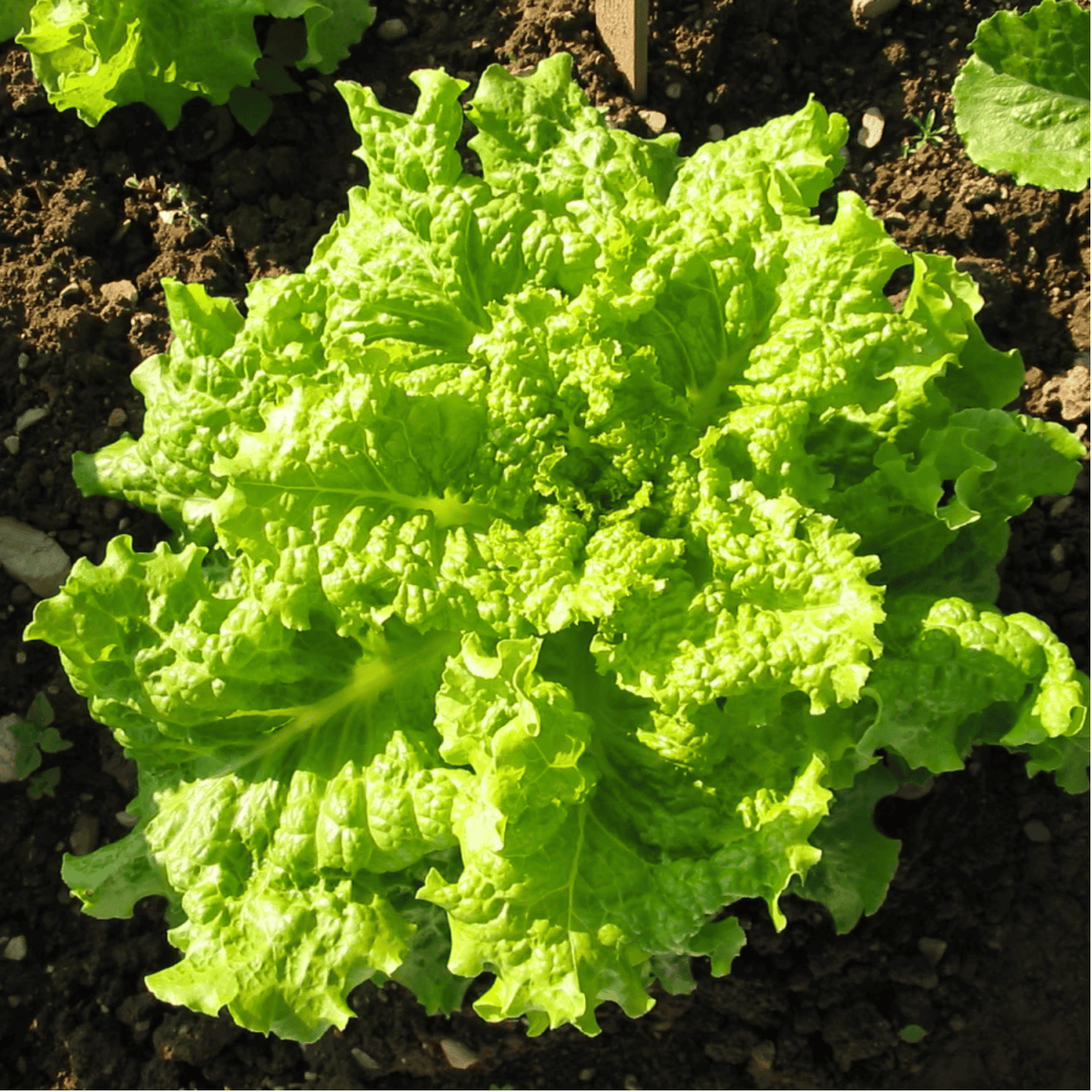 Black Seeded Simpson Lettuce – 500 Seeds seed packet from Seed Therapy – American-grown, heirloom seeds