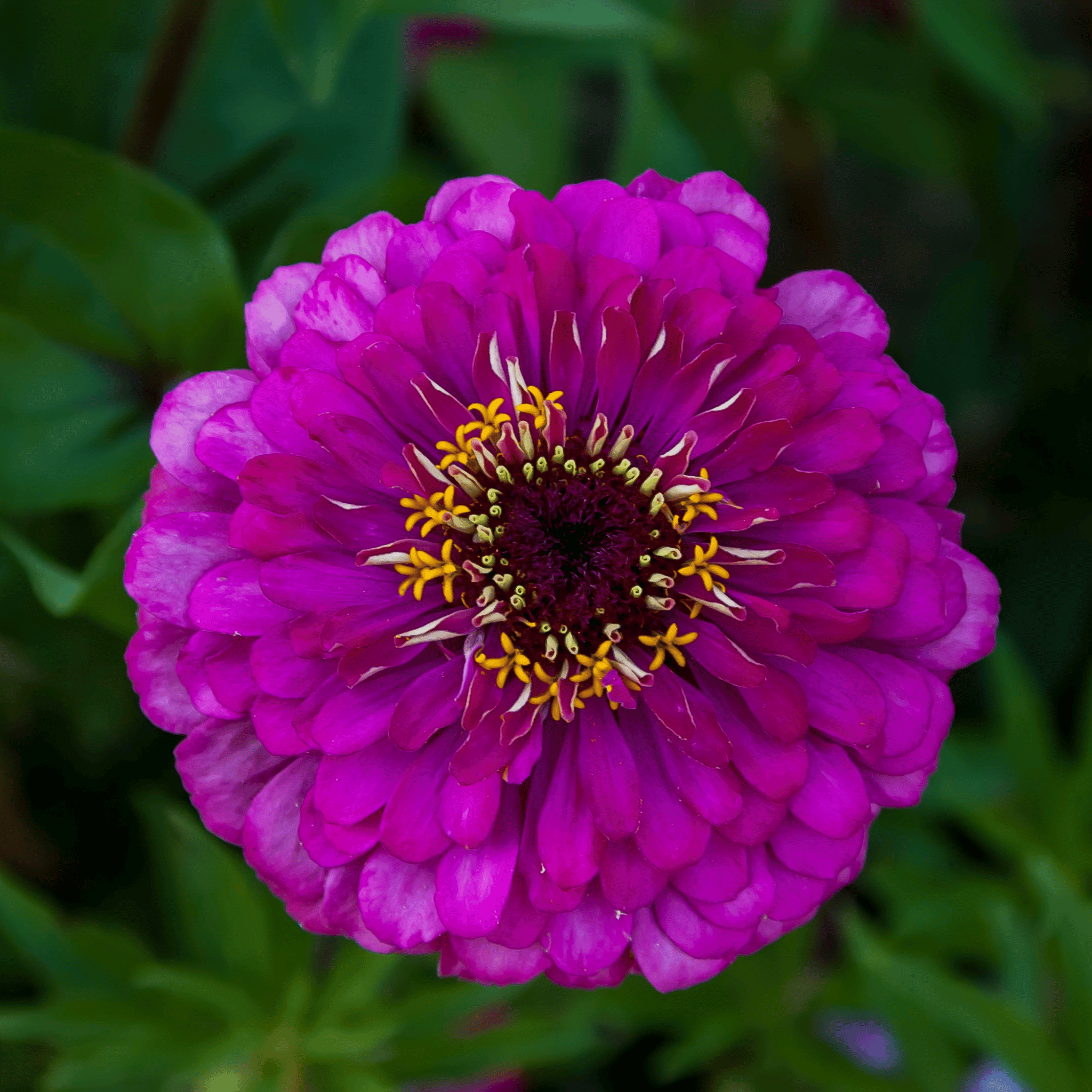 Blackberry Tart Zinnia – 100 Seeds seed packet from Seed Therapy – American - grown, heirloom seeds