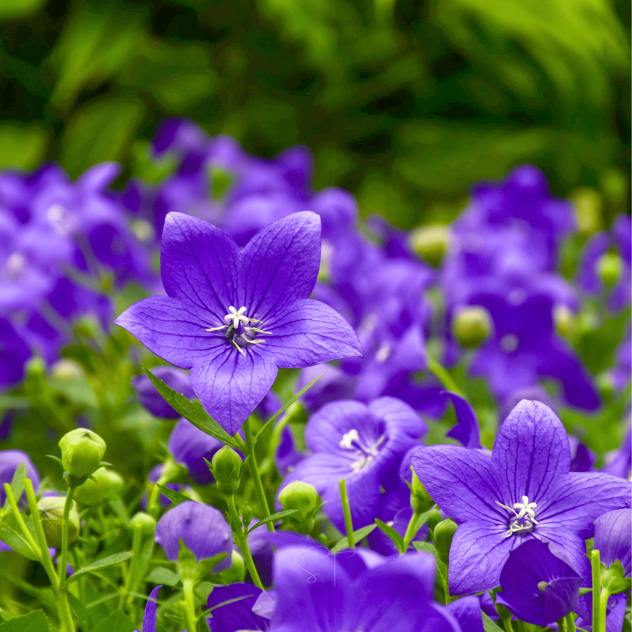 Blue Balloon Flower – 50 Seeds seed packet from Seed Therapy – American - grown, heirloom seeds