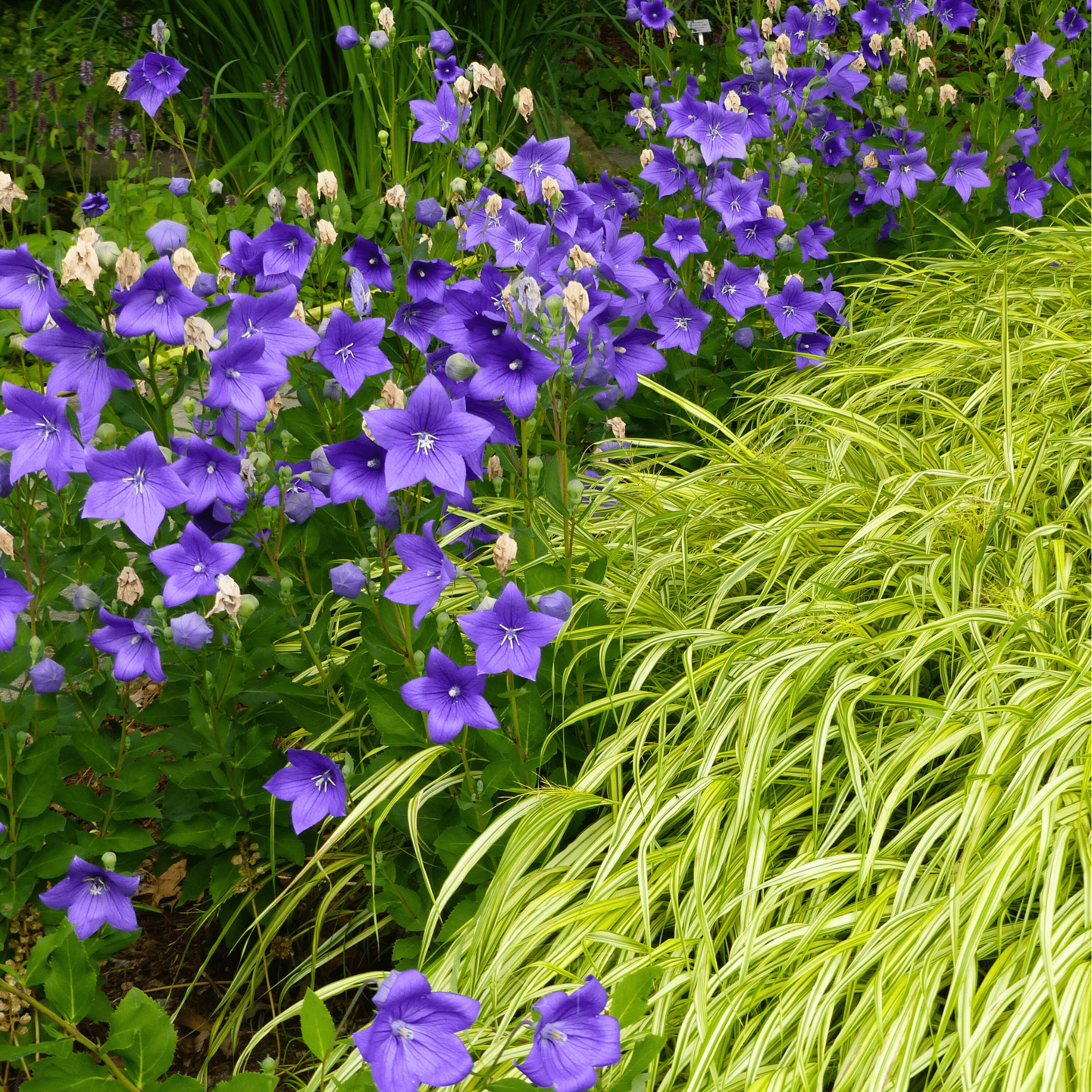 Blue Balloon Flower – 50 Seeds seed packet from Seed Therapy – American - grown, heirloom seeds