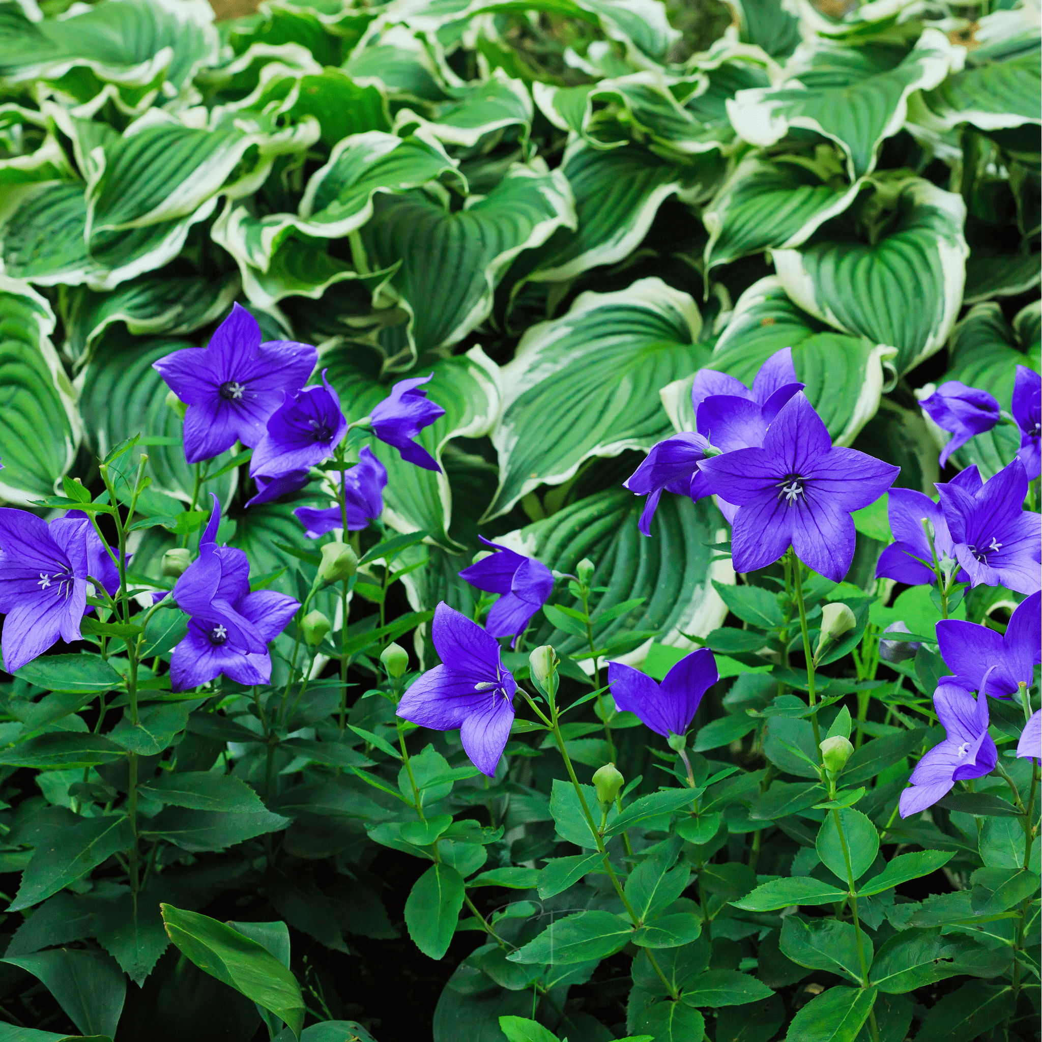Blue Balloon Flower – 50 Seeds seed packet from Seed Therapy – American - grown, heirloom seeds