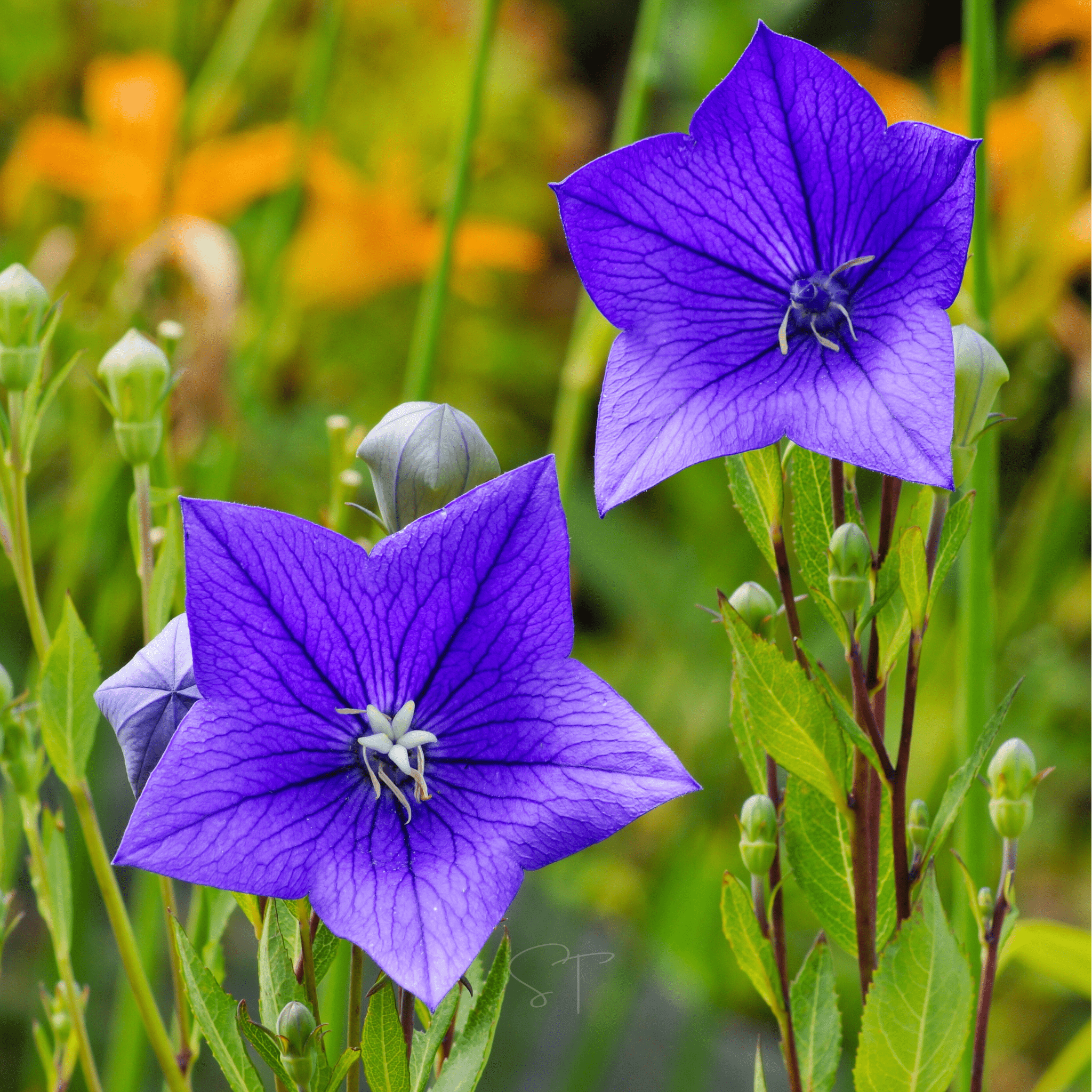 Blue Balloon Flower – 50 Seeds seed packet from Seed Therapy – American - grown, heirloom seeds