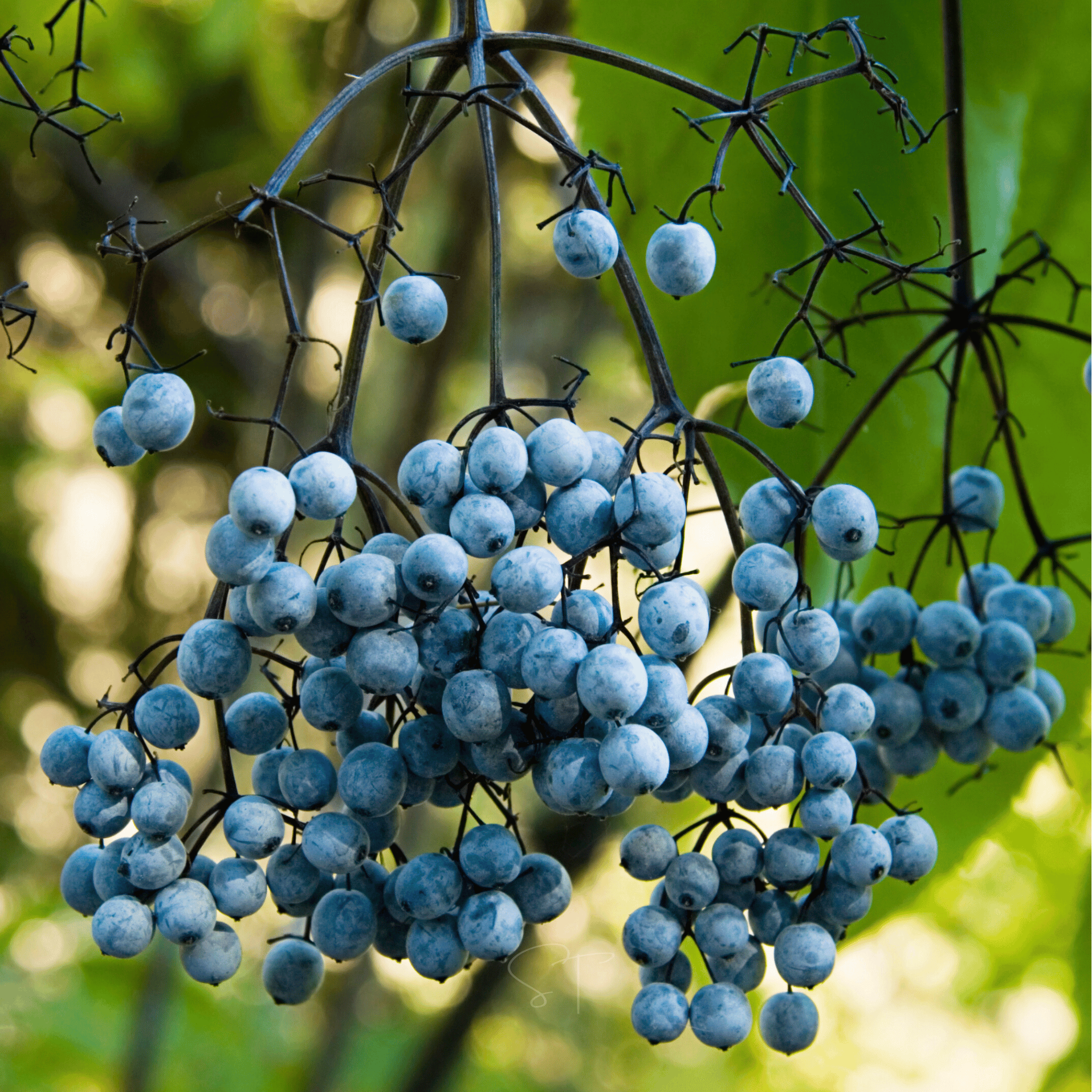 Blue Elderberry – 50 Seeds seed packet from Seed Therapy – American - grown, heirloom seeds