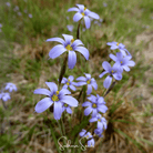 Blue Eyed Grass, Stout (Sisyrinchium angustifolium) - 50 Seeds seed packet from Seed Therapy – American - grown, heirloom seeds
