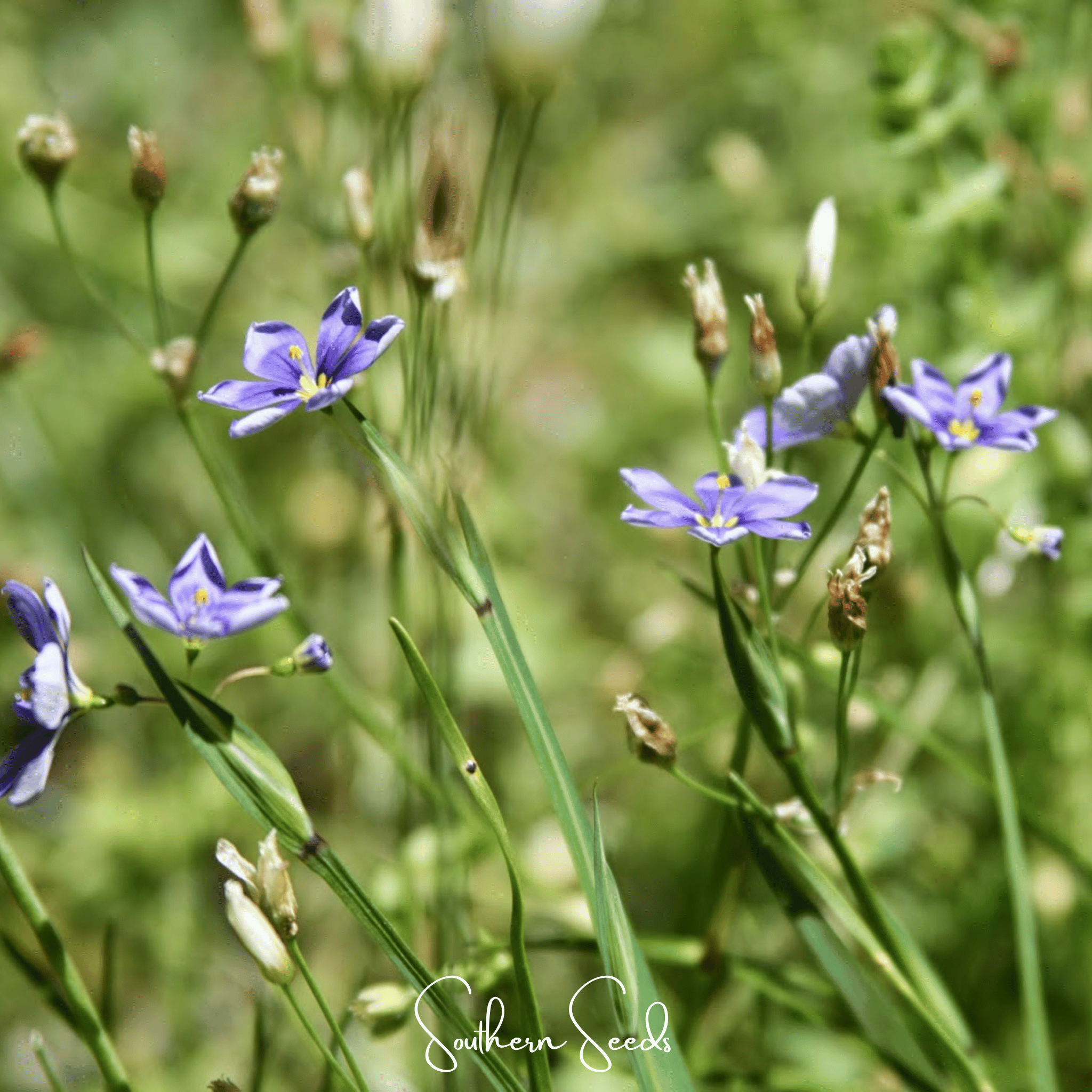 Blue Eyed Grass, Stout (Sisyrinchium angustifolium) - 50 Seeds seed packet from Seed Therapy – American - grown, heirloom seeds