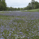 Blue Eyed Grass, Stout (Sisyrinchium angustifolium) - 50 Seeds seed packet from Seed Therapy – American - grown, heirloom seeds