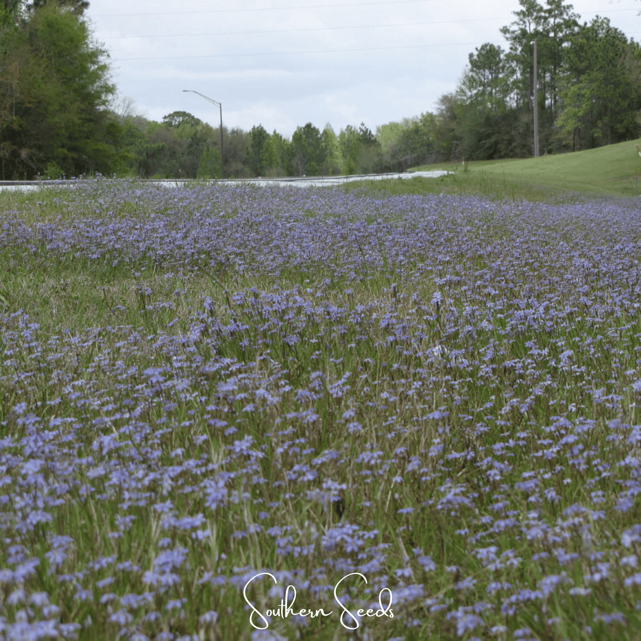 Blue Eyed Grass, Stout (Sisyrinchium angustifolium) - 50 Seeds seed packet from Seed Therapy – American - grown, heirloom seeds