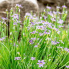Blue Eyed Grass, Stout (Sisyrinchium angustifolium) - 50 Seeds seed packet from Seed Therapy – American - grown, heirloom seeds