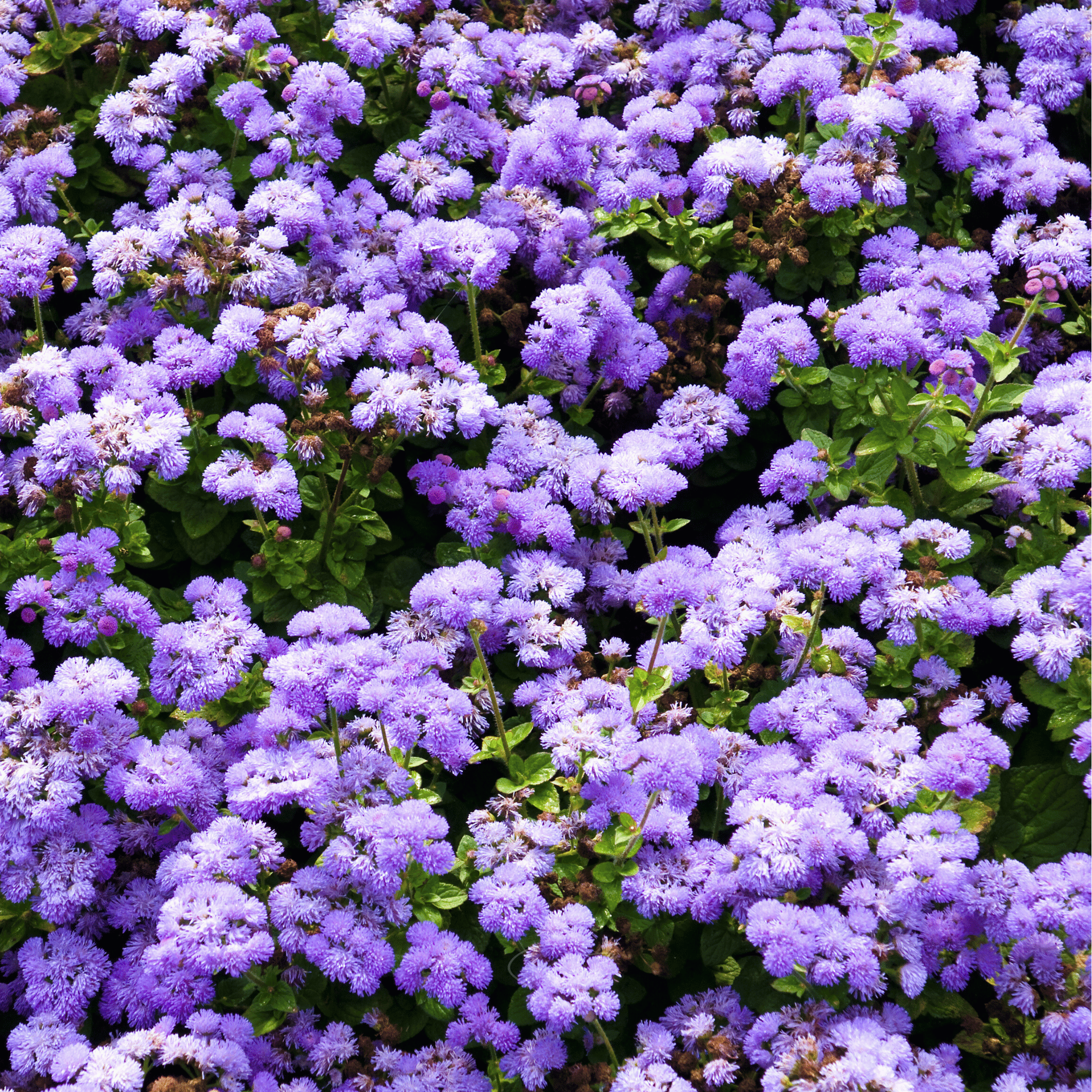 Blue Mink Dwarf Ageratum – 100 Seeds seed packet from Seed Therapy – American - grown, heirloom seeds