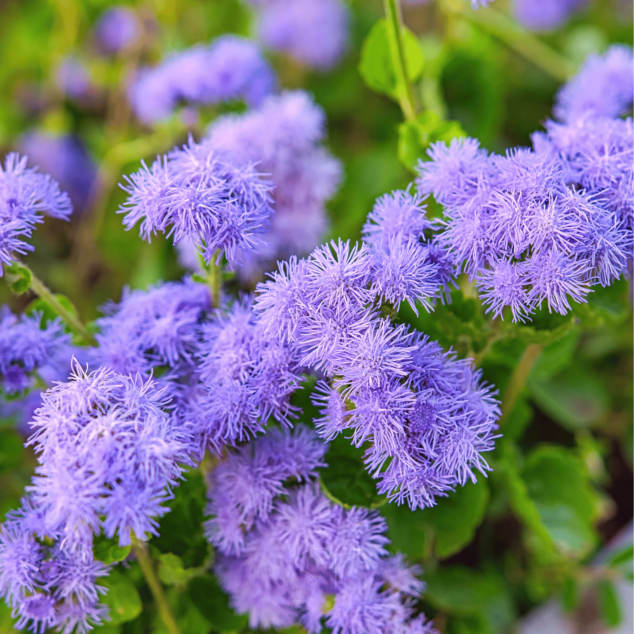 Blue Mink Dwarf Ageratum – 100 Seeds seed packet from Seed Therapy – American - grown, heirloom seeds