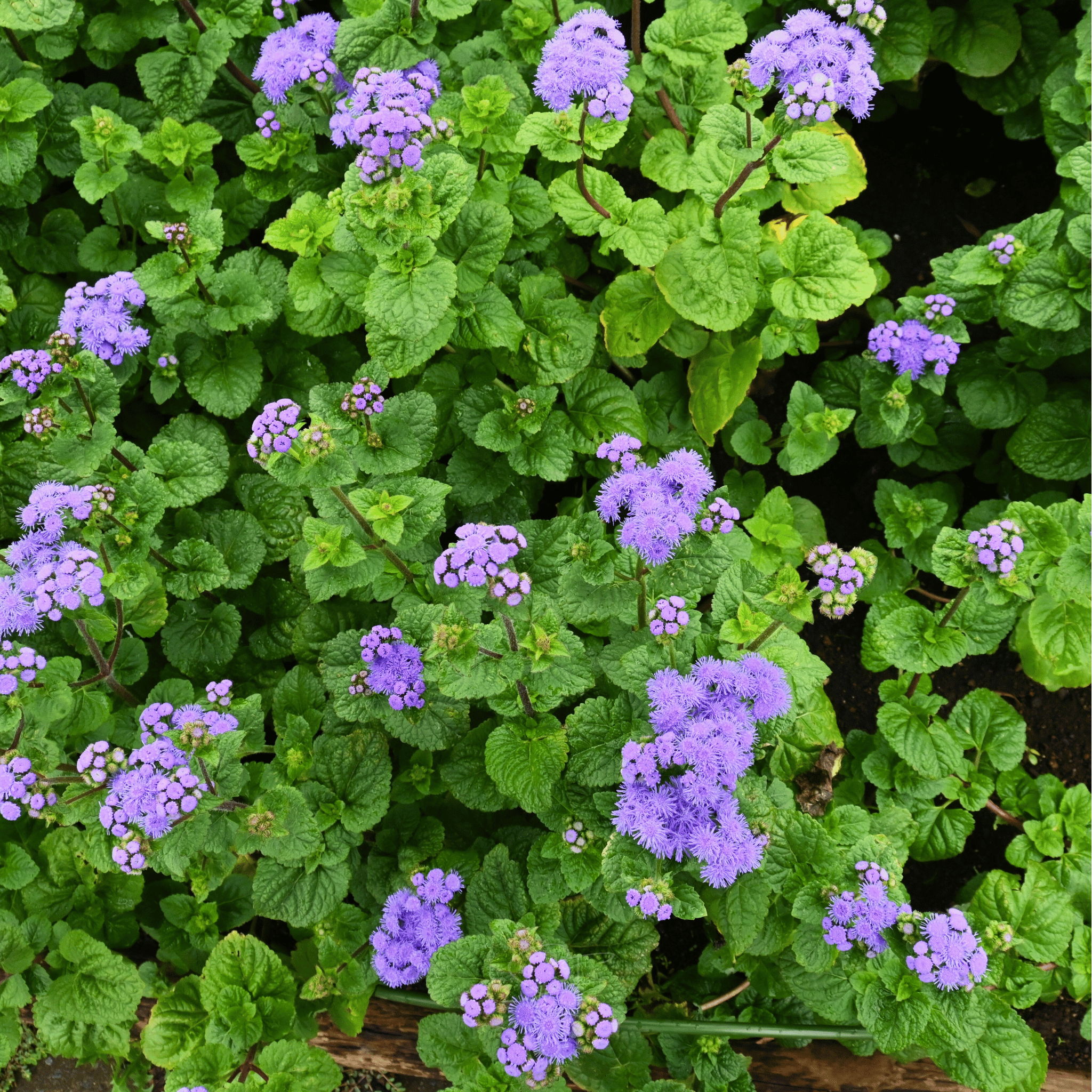 Blue Mink Dwarf Ageratum – 100 Seeds seed packet from Seed Therapy – American - grown, heirloom seeds