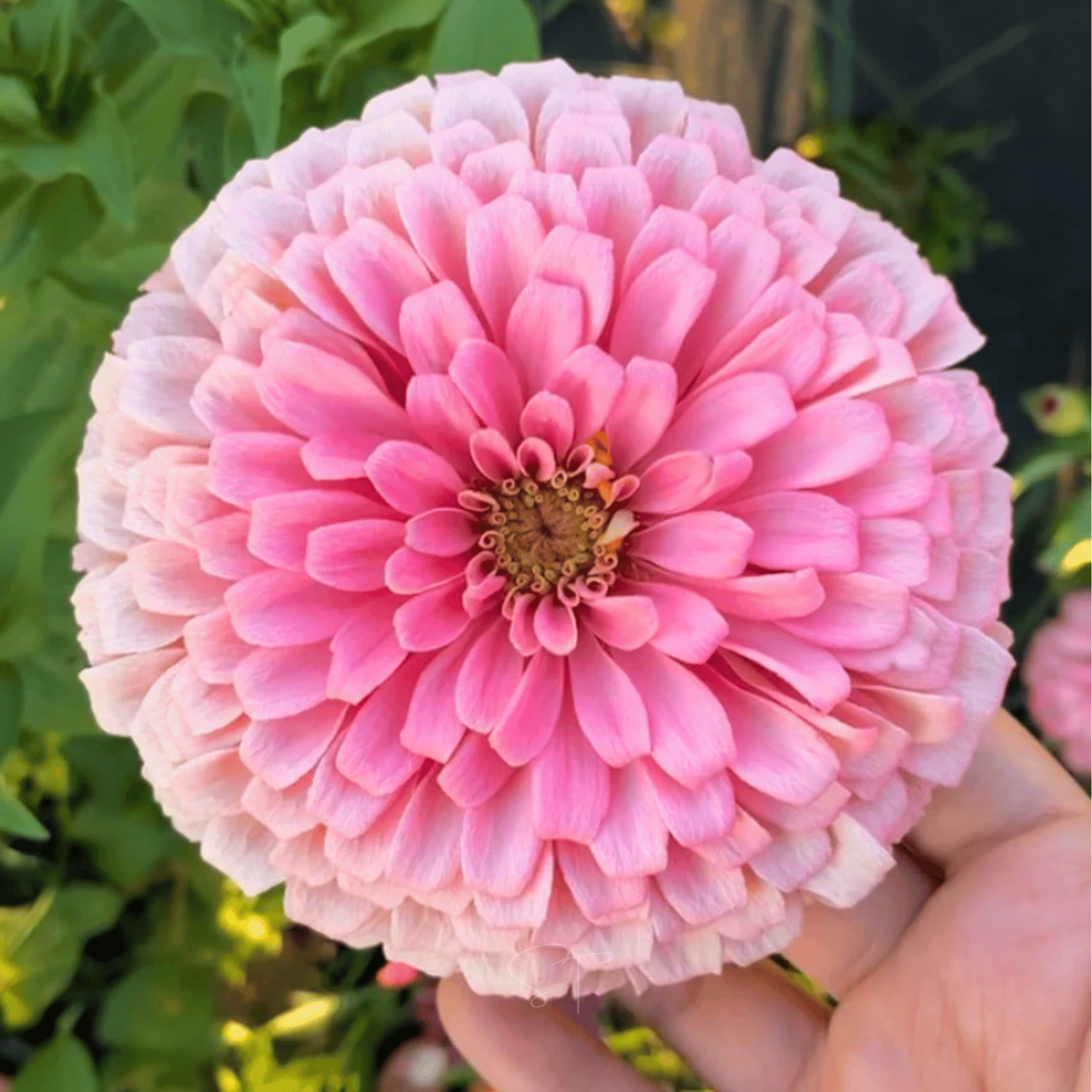 Blushing Bride Zinnia Mix - 100 Seeds seed packet from Seed Therapy – American - grown, heirloom seeds