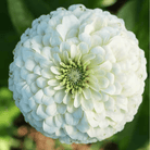 Blushing Bride Zinnia Mix - 100 Seeds seed packet from Seed Therapy – American - grown, heirloom seeds