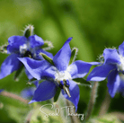 Borage, Blue (Borago Officinalis) - 100 Seeds seed packet from Seed Therapy – American - grown, heirloom seeds