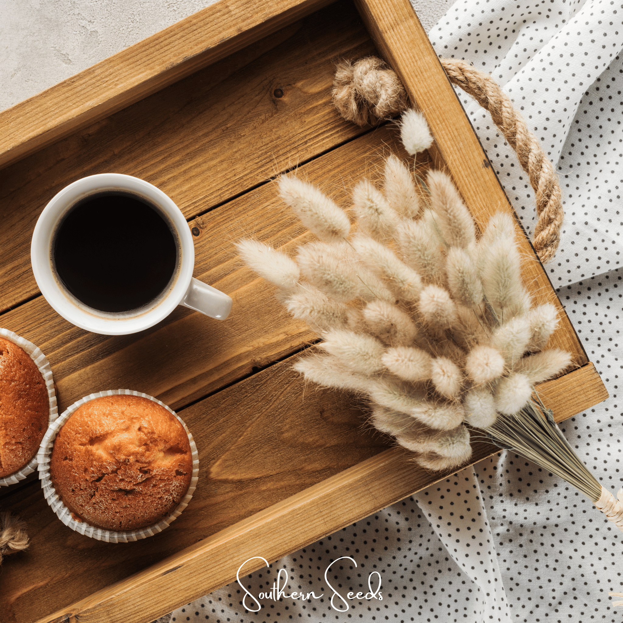 Bunny Tails (Lagurus ovatus) - 50 Seeds seed packet from Seed Therapy – American - grown, heirloom seeds