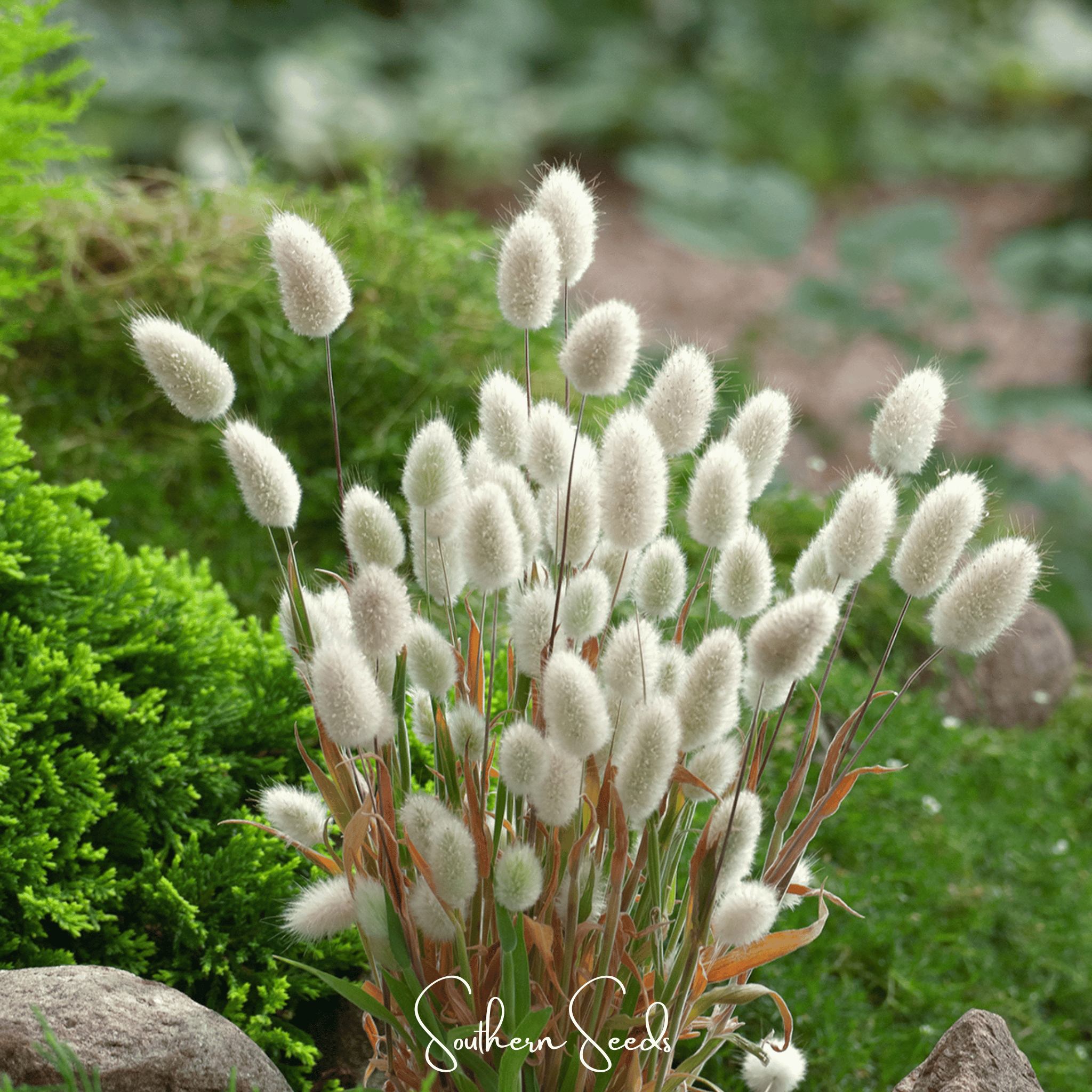 Bunny Tails (Lagurus ovatus) - 50 Seeds seed packet from Seed Therapy – American - grown, heirloom seeds