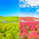 Burning Bush (Kochia trichophylla) - Changes Colors - 100 Seeds seed packet from Seed Therapy – American - grown, heirloom seeds